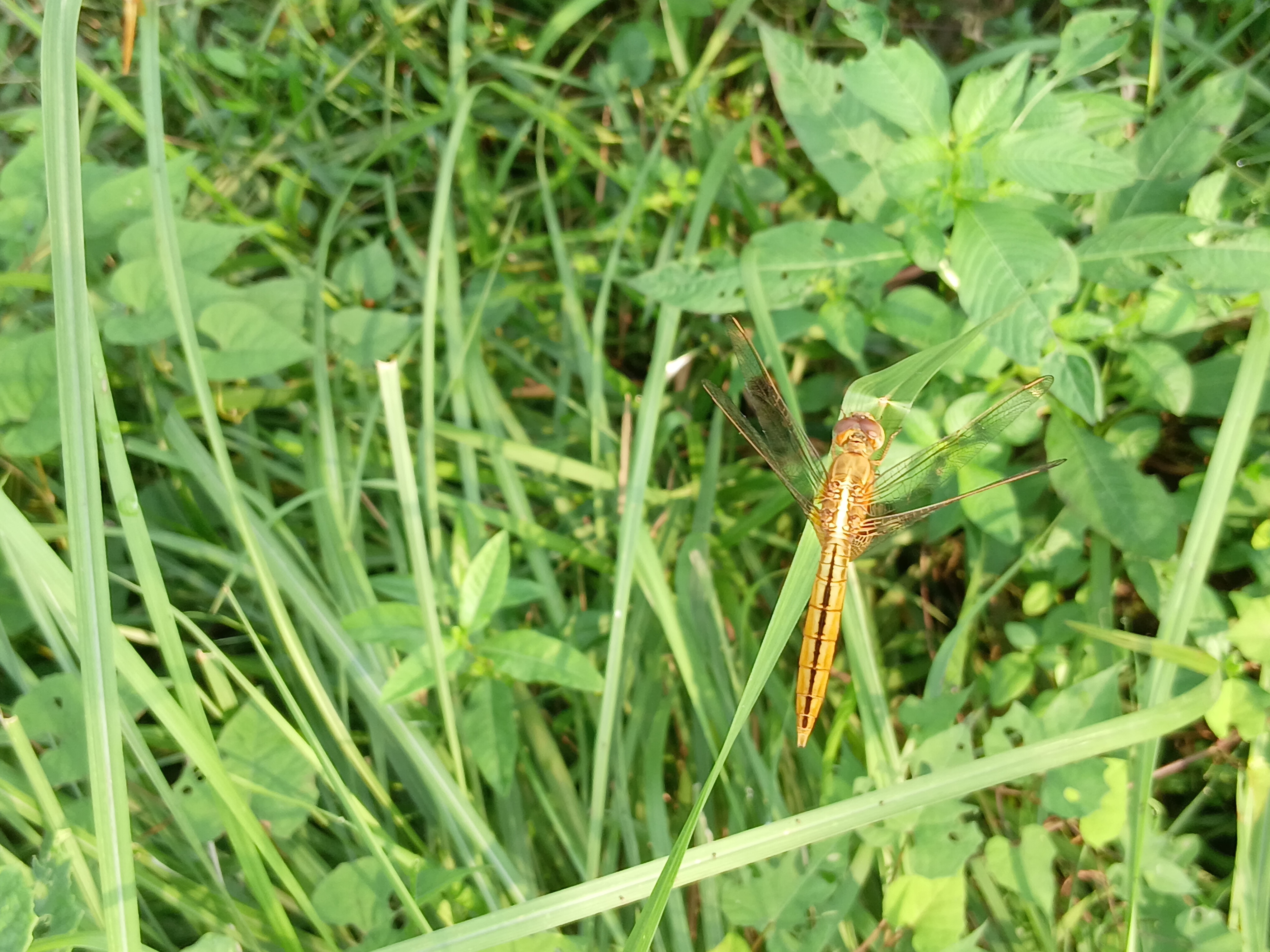 20250811_073056.jpg