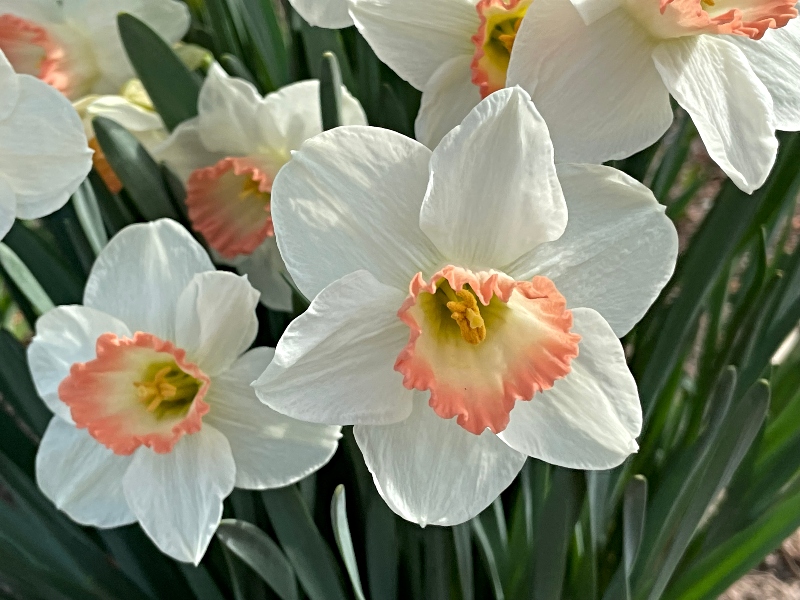 flowers-5.jpg