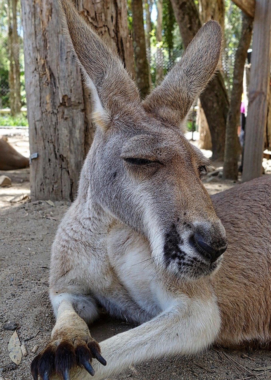 kangaroo-1230407_1280.jpg