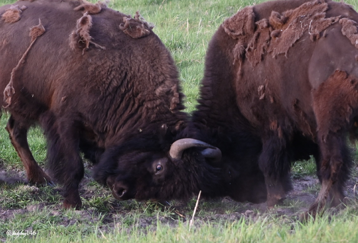 bison (21).jpg