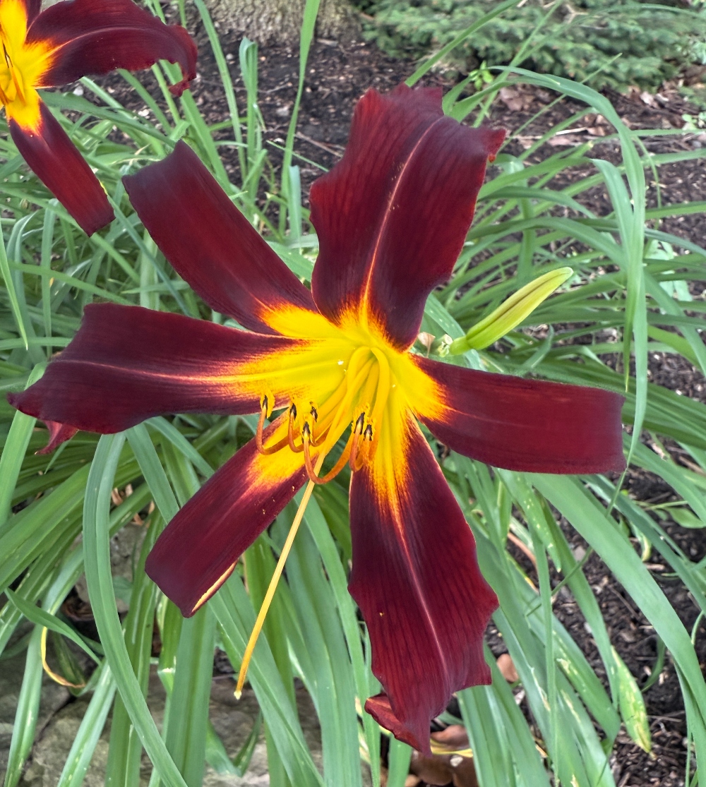 hivegarden-daylily-burgandy.jpg