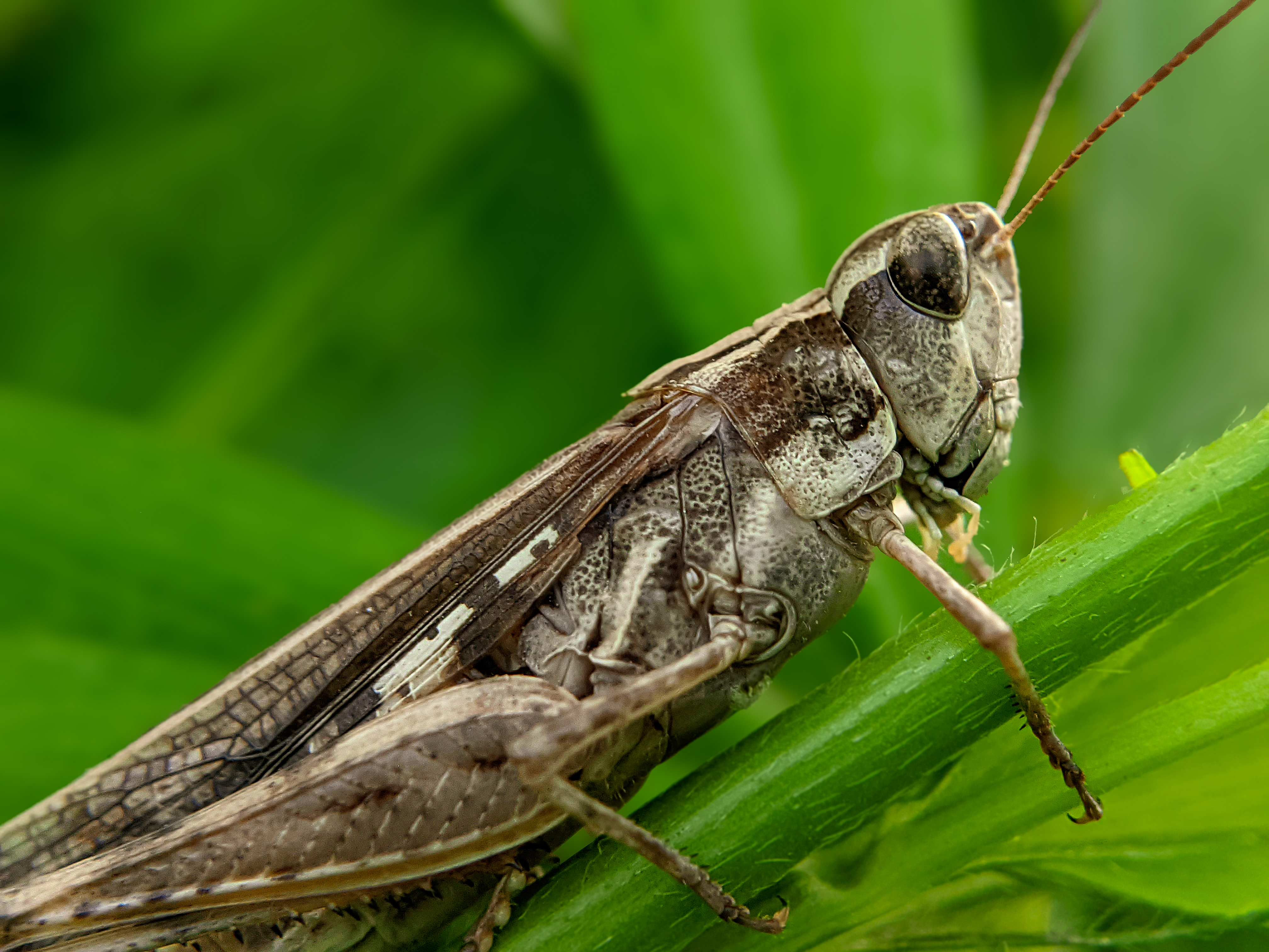 grasshopper (1).jpg