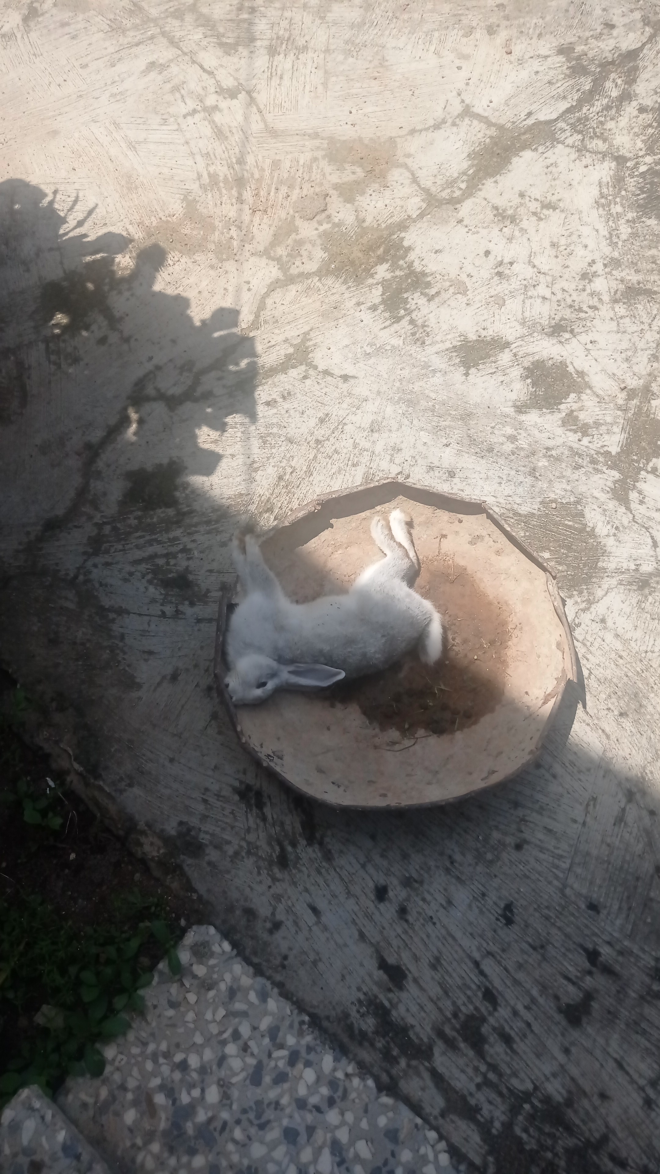 IMG-20250613-WA0002.jpeg