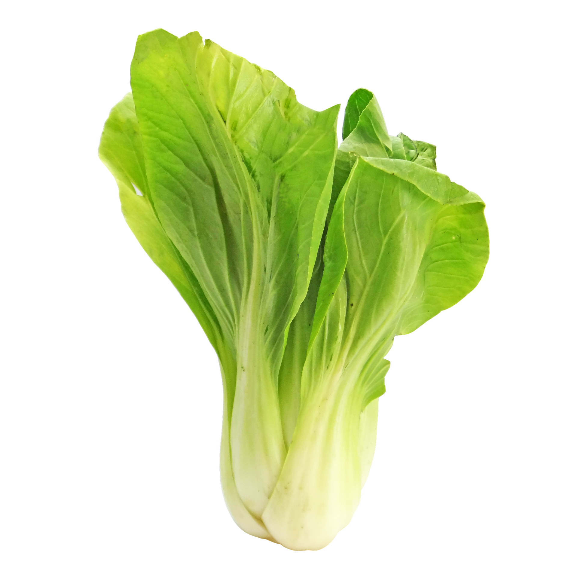 bokchoy-2494763_1920.png