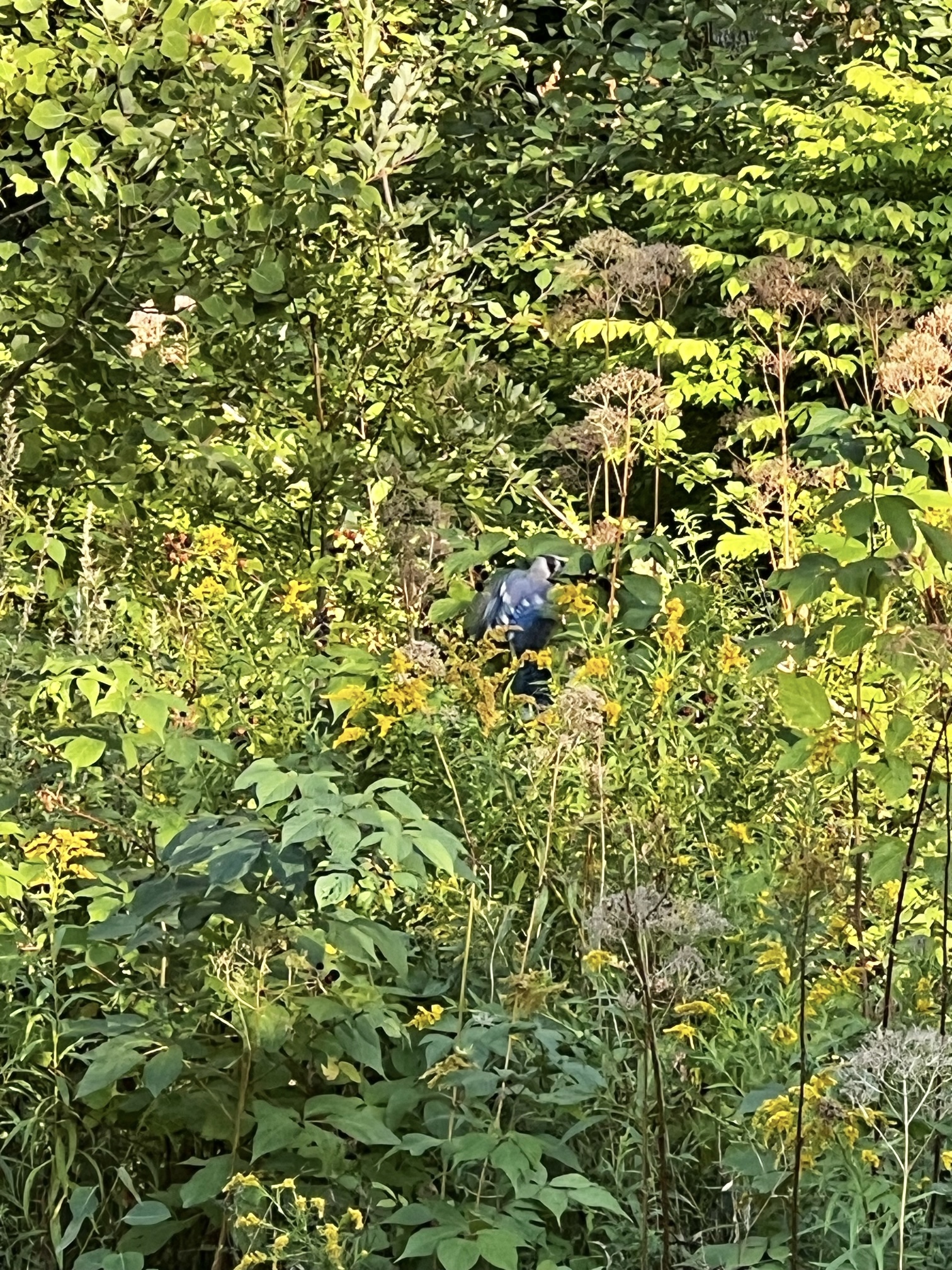 IMG_3323.jpeg