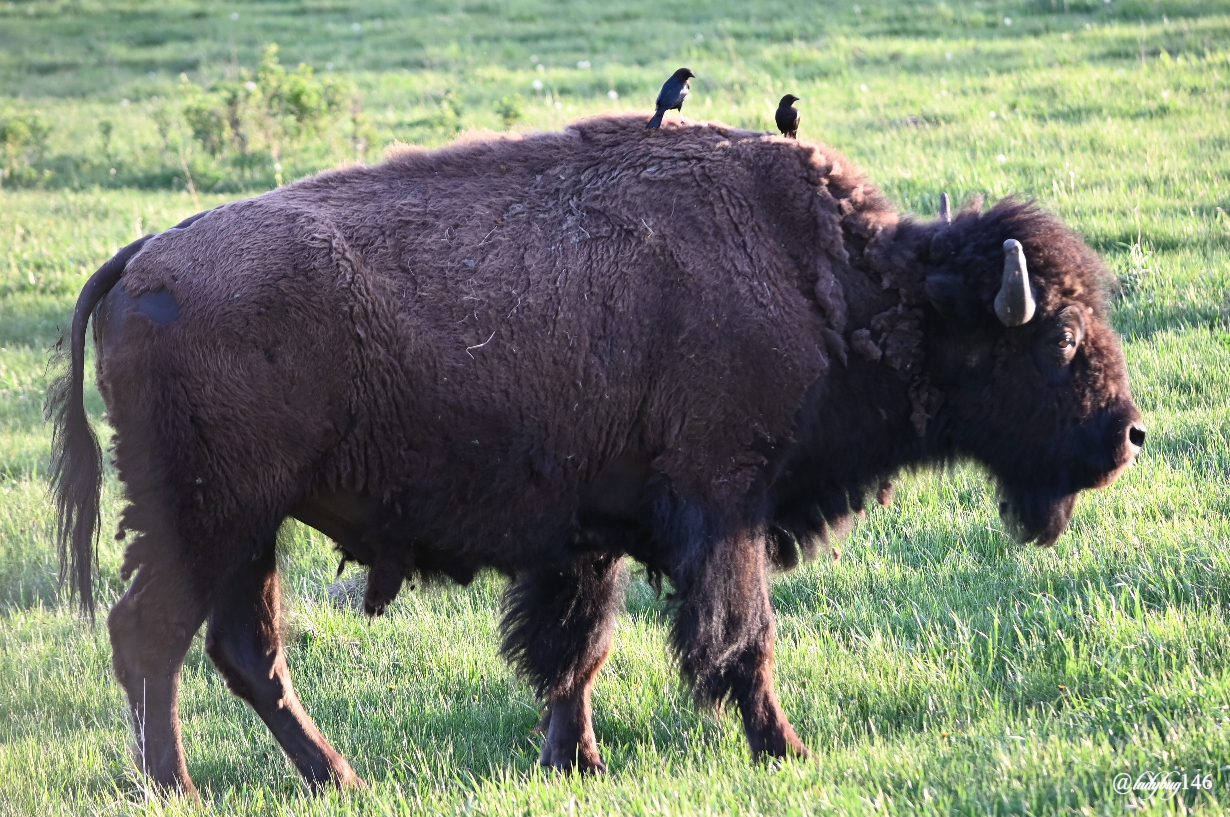 bison (28).jpg