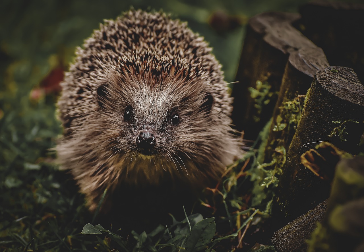 hedgehog-7274569_1280.jpg