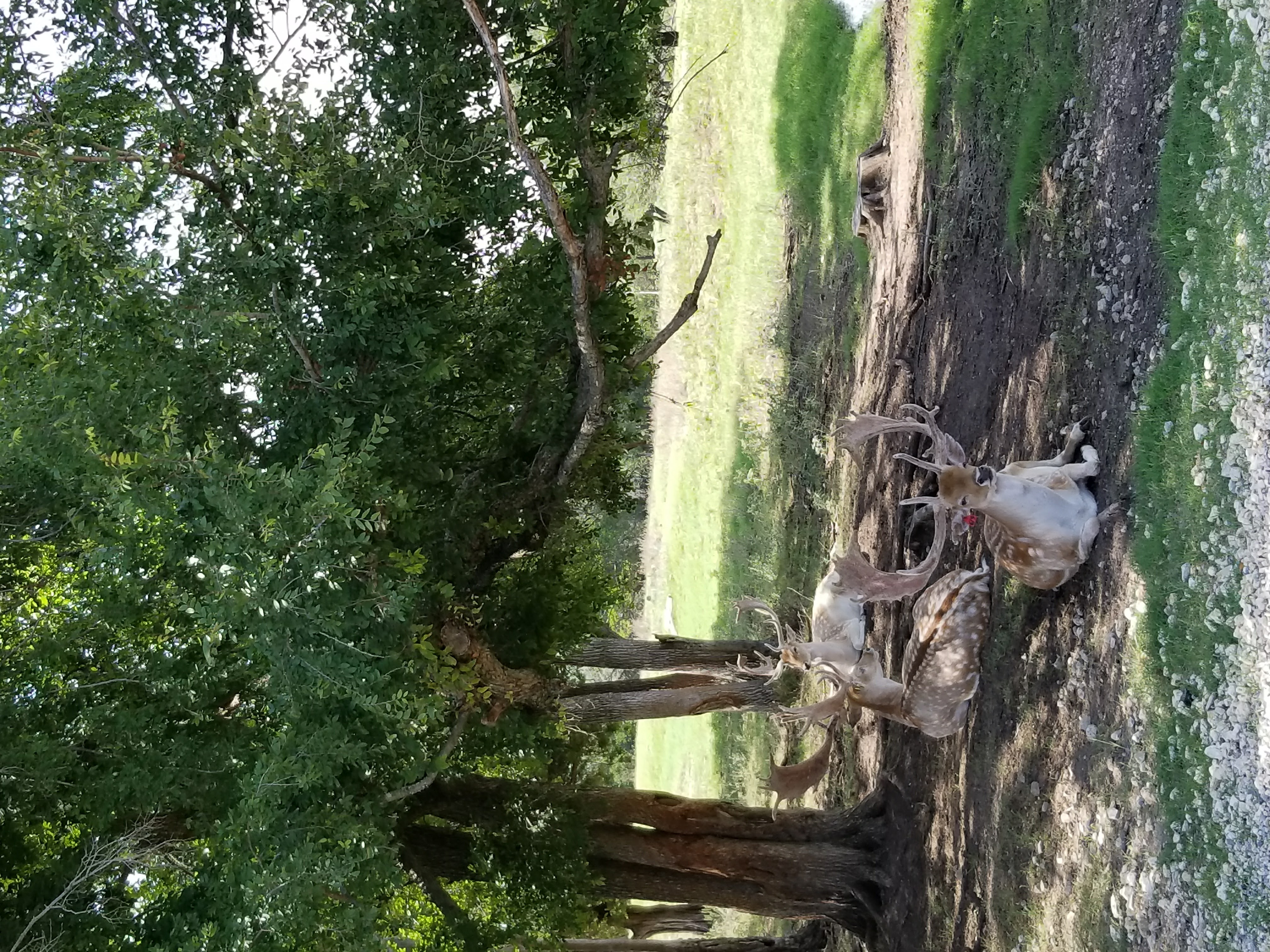 deer sitting on shade.jpg