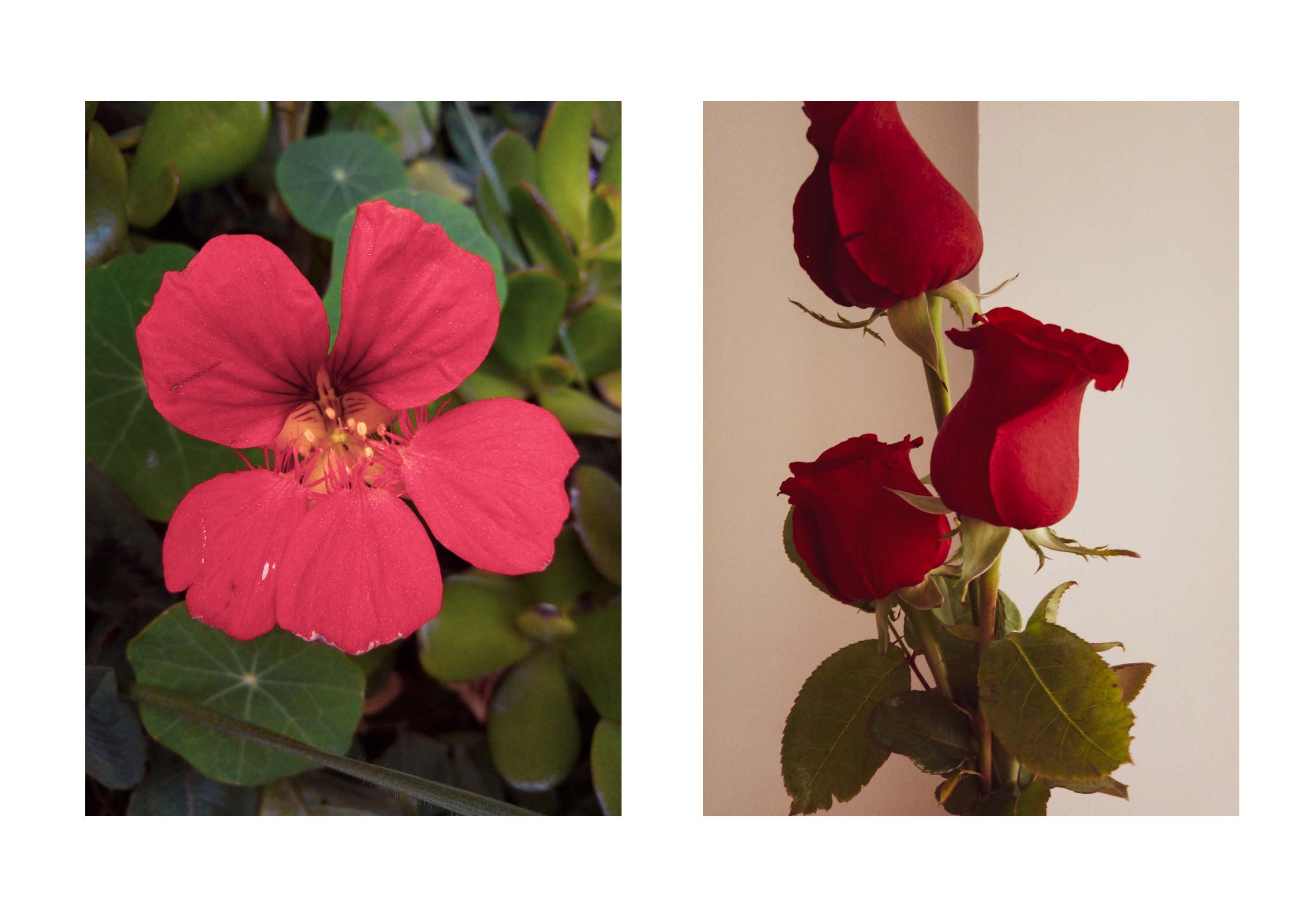 post flors -04.jpg