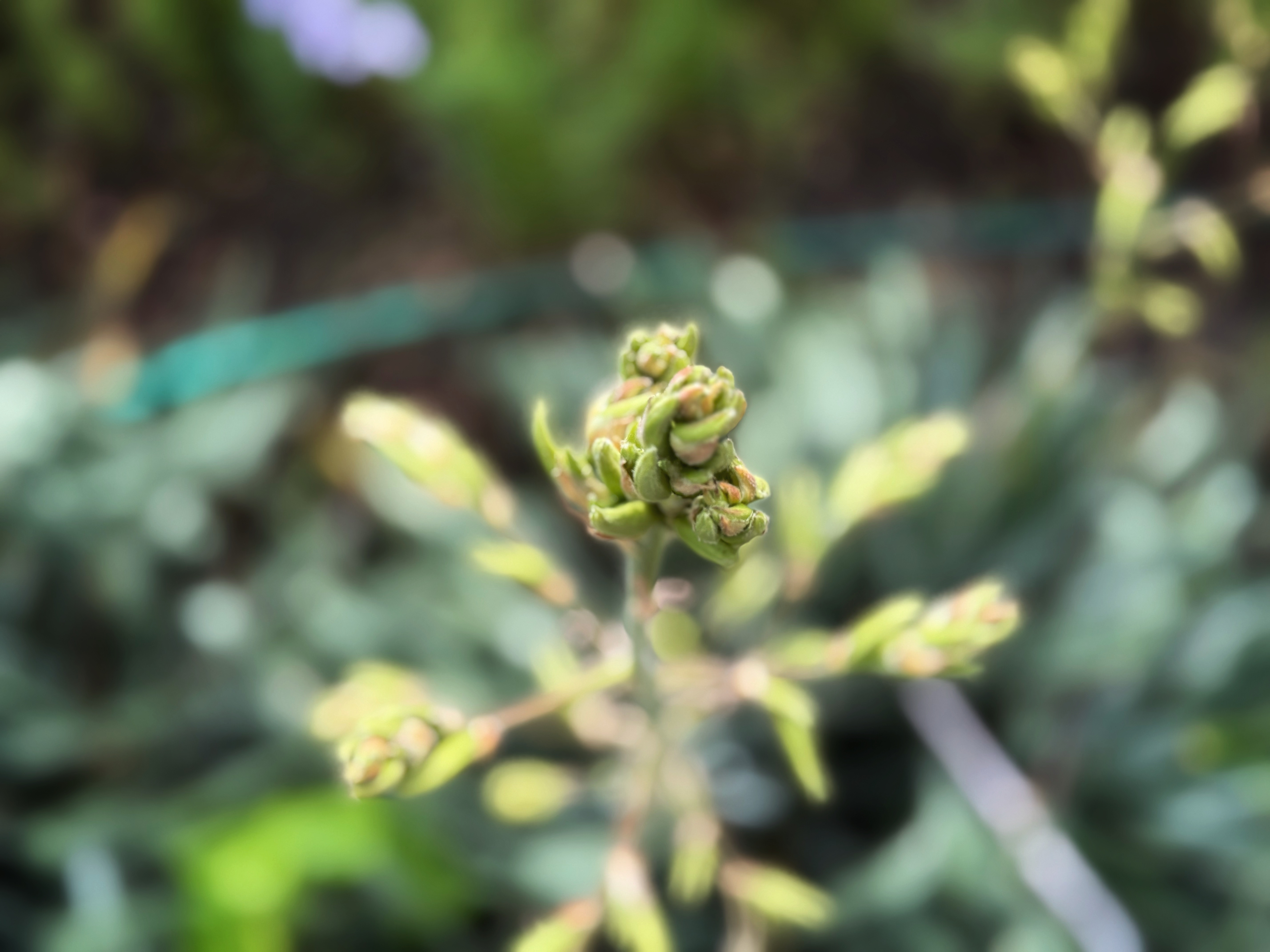 IMG_4022.jpeg