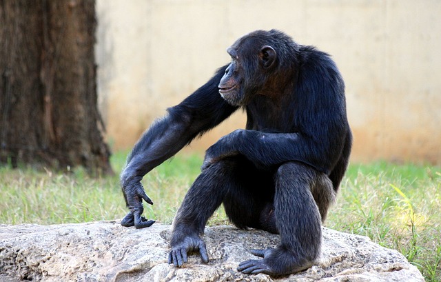chimpanzee-88993_640.jpg