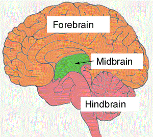 diagram-of-midbrain-forebrain-hindbrain.gif