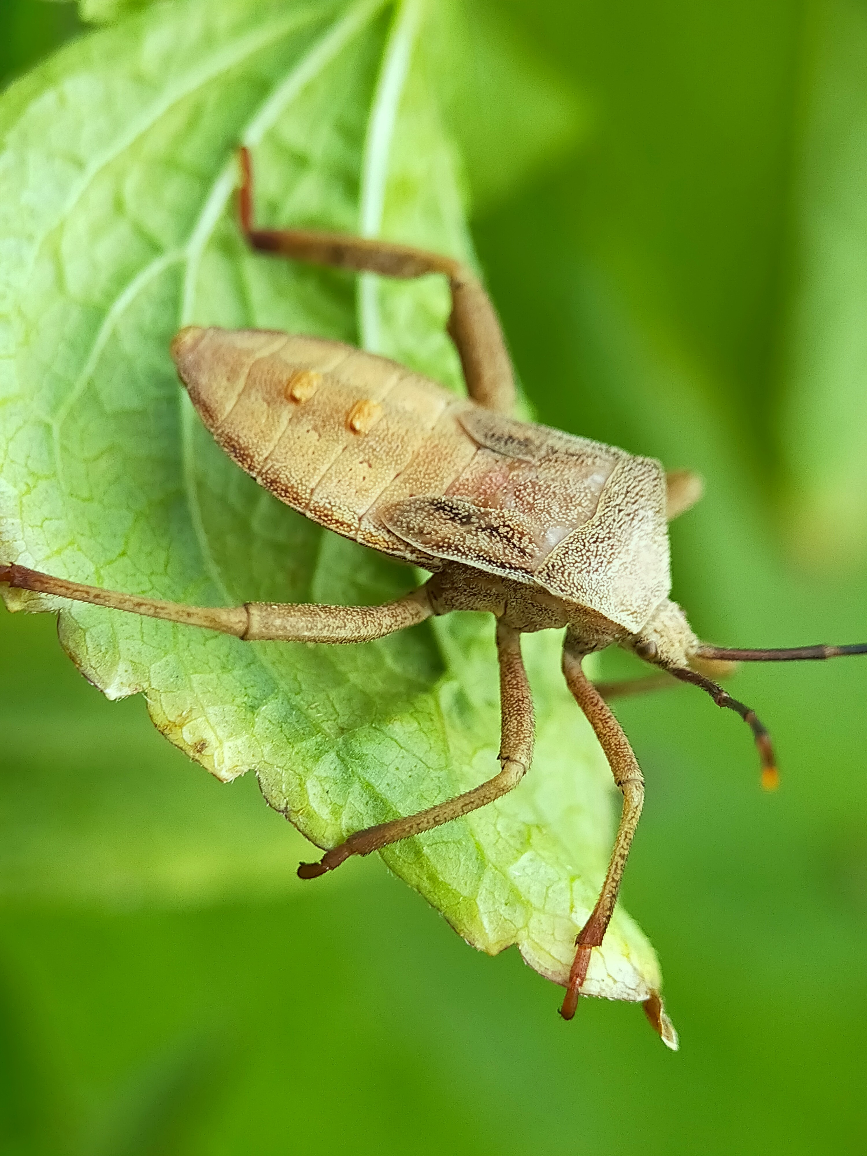 Stink Beetle (41).jpg