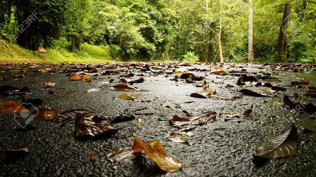 49584419-hojas-caidas-en-la-tierra-mojada-después-de-la-lluvia.jpg