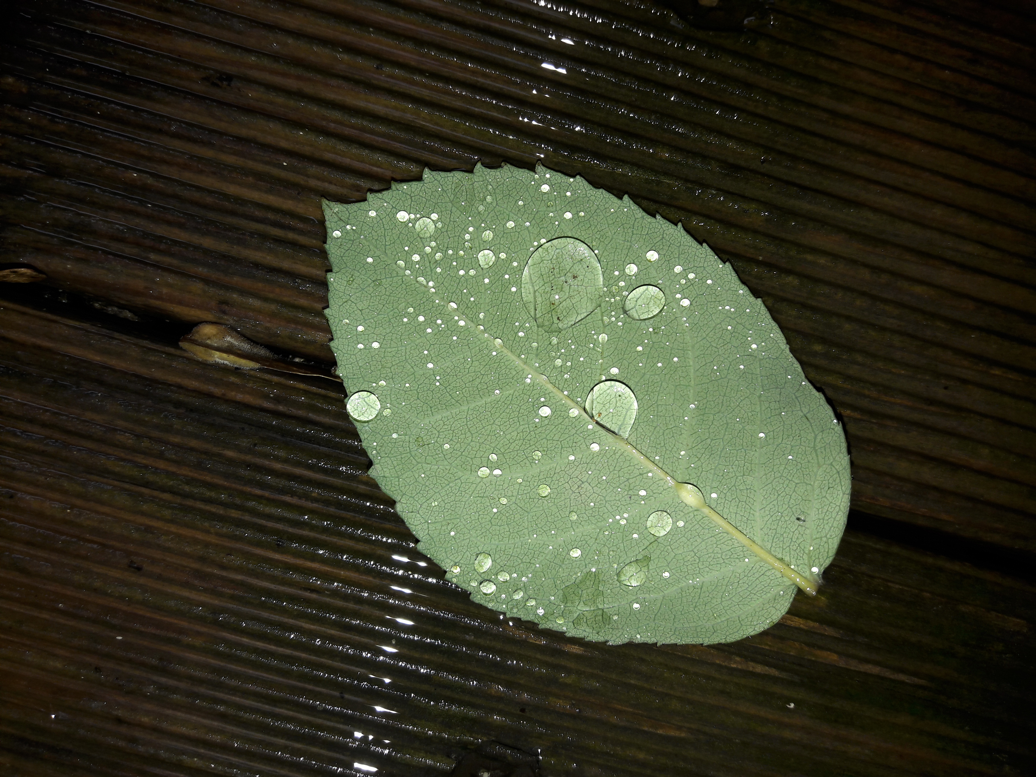 Flora-Leafs-Tree-Publicdomain (58).jpg