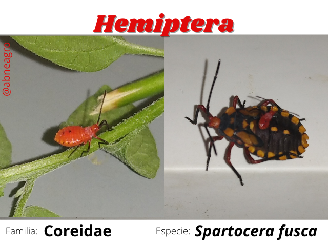 Hemiptera(9).png