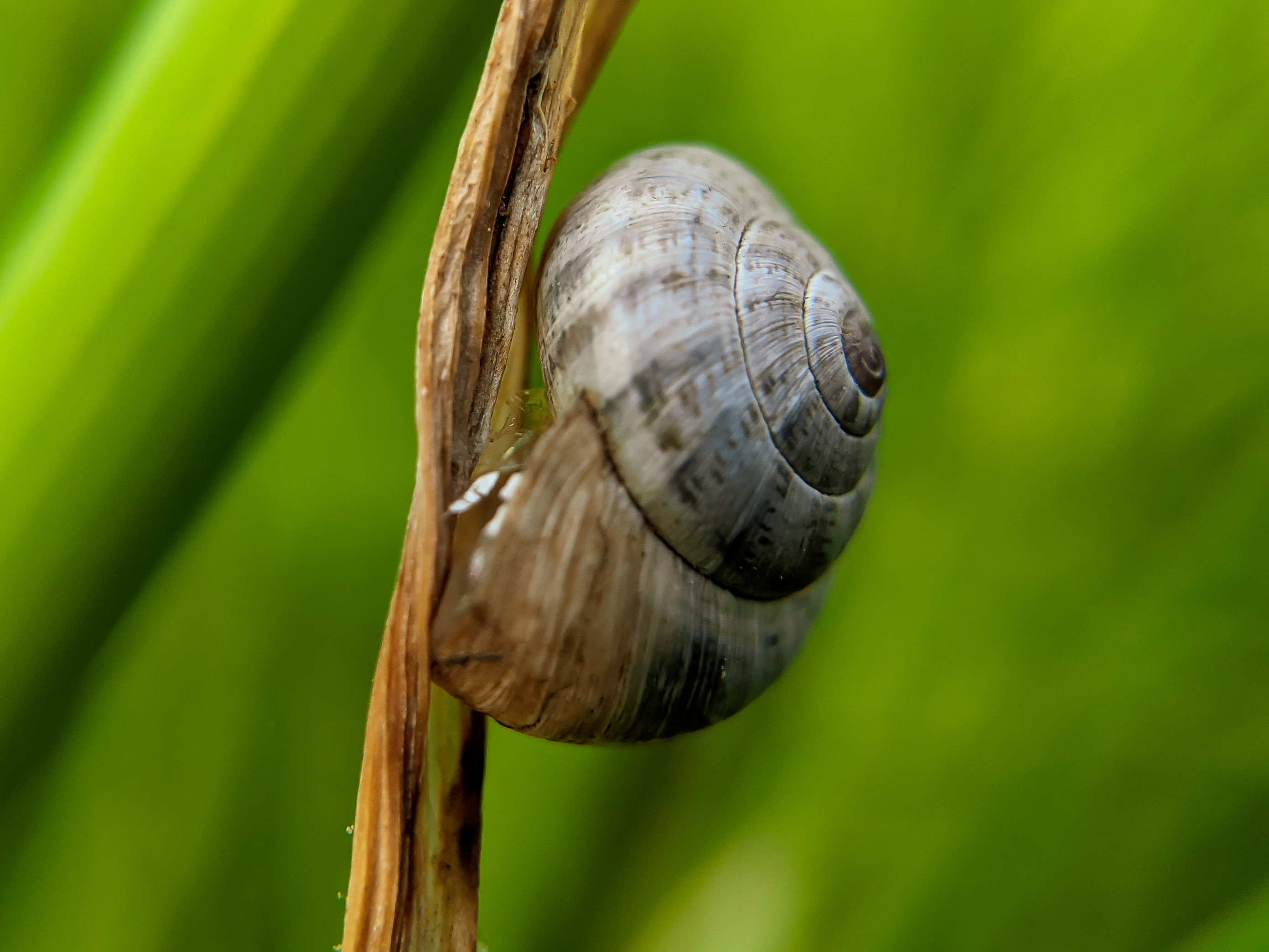 snail (2).jpg