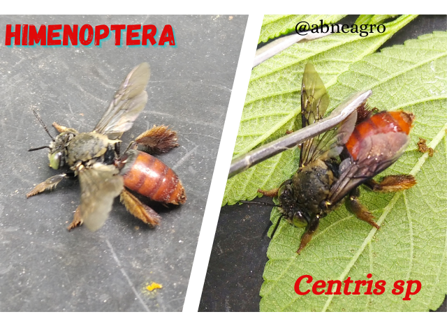 Himenoptera(5).png