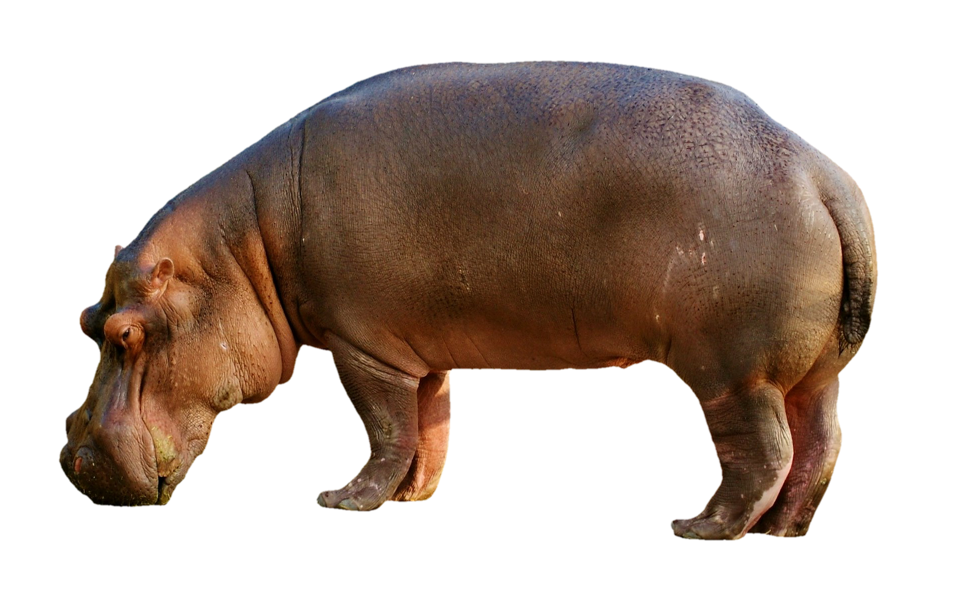 hippopotamus-2780699_1920.png