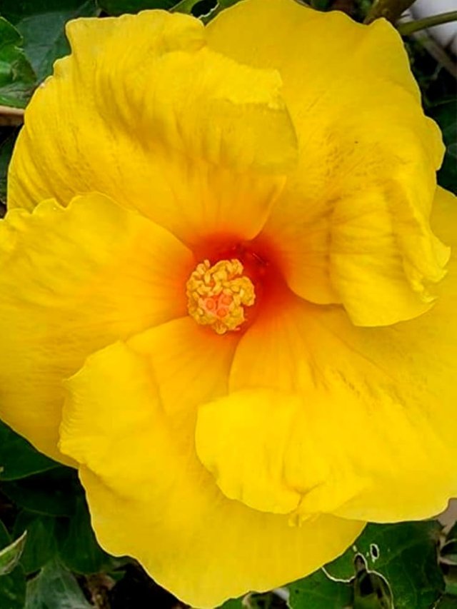 Hibiscus yellow flower 2.jpg
