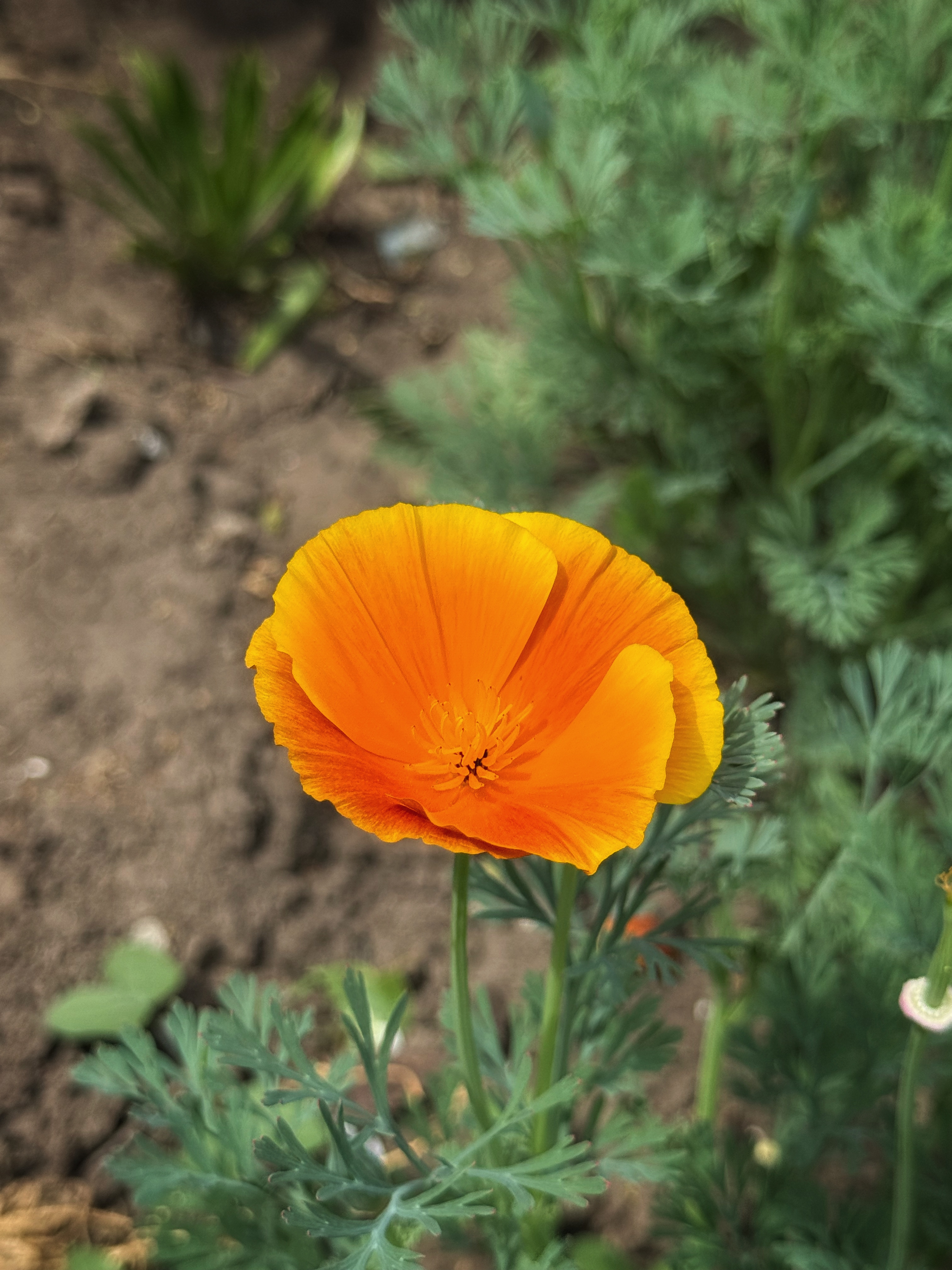 IMG_3274.jpeg