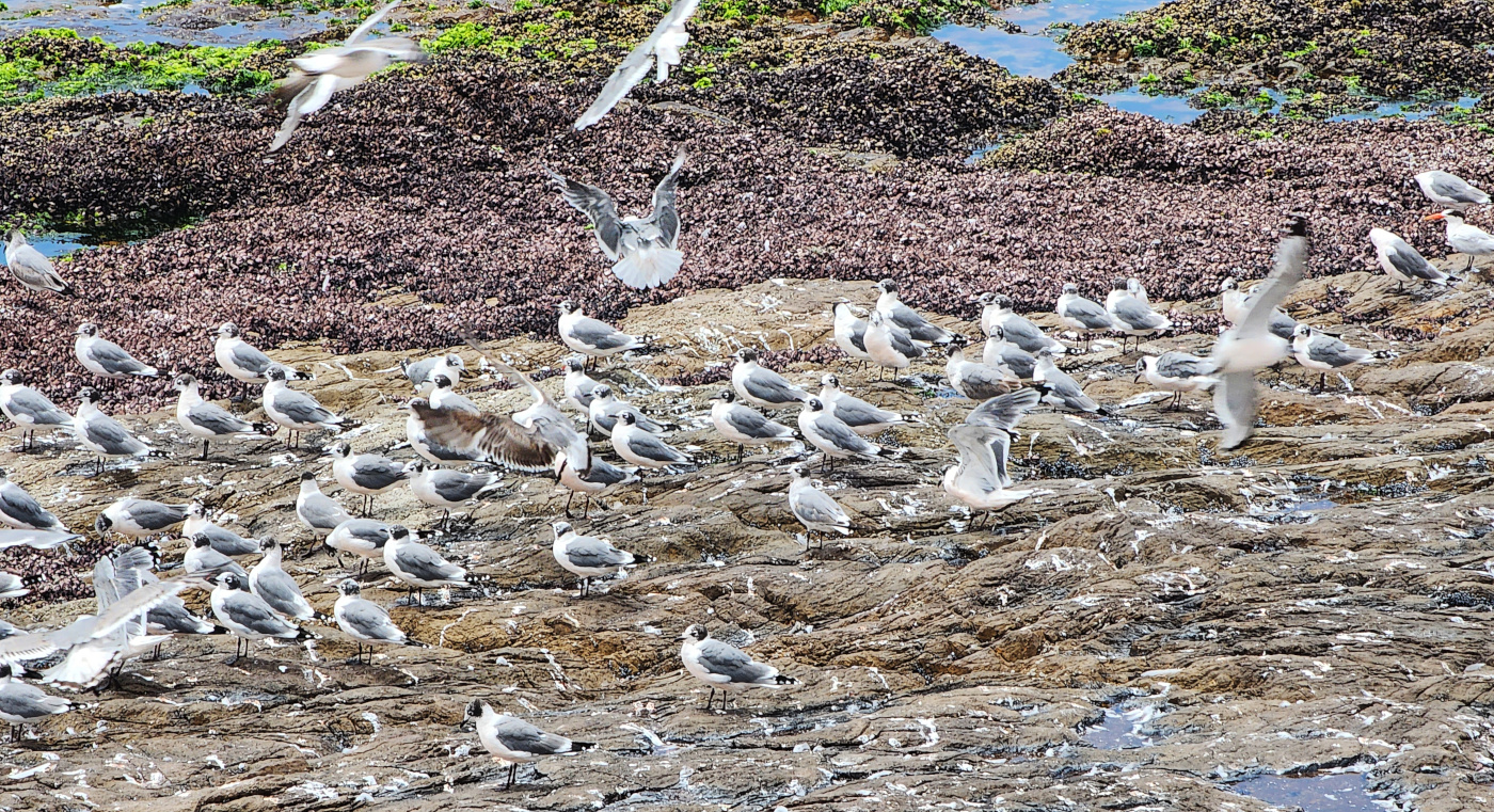 seagulls-013.jpg