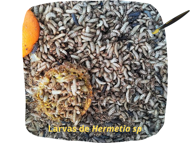 Diptera larvas.png