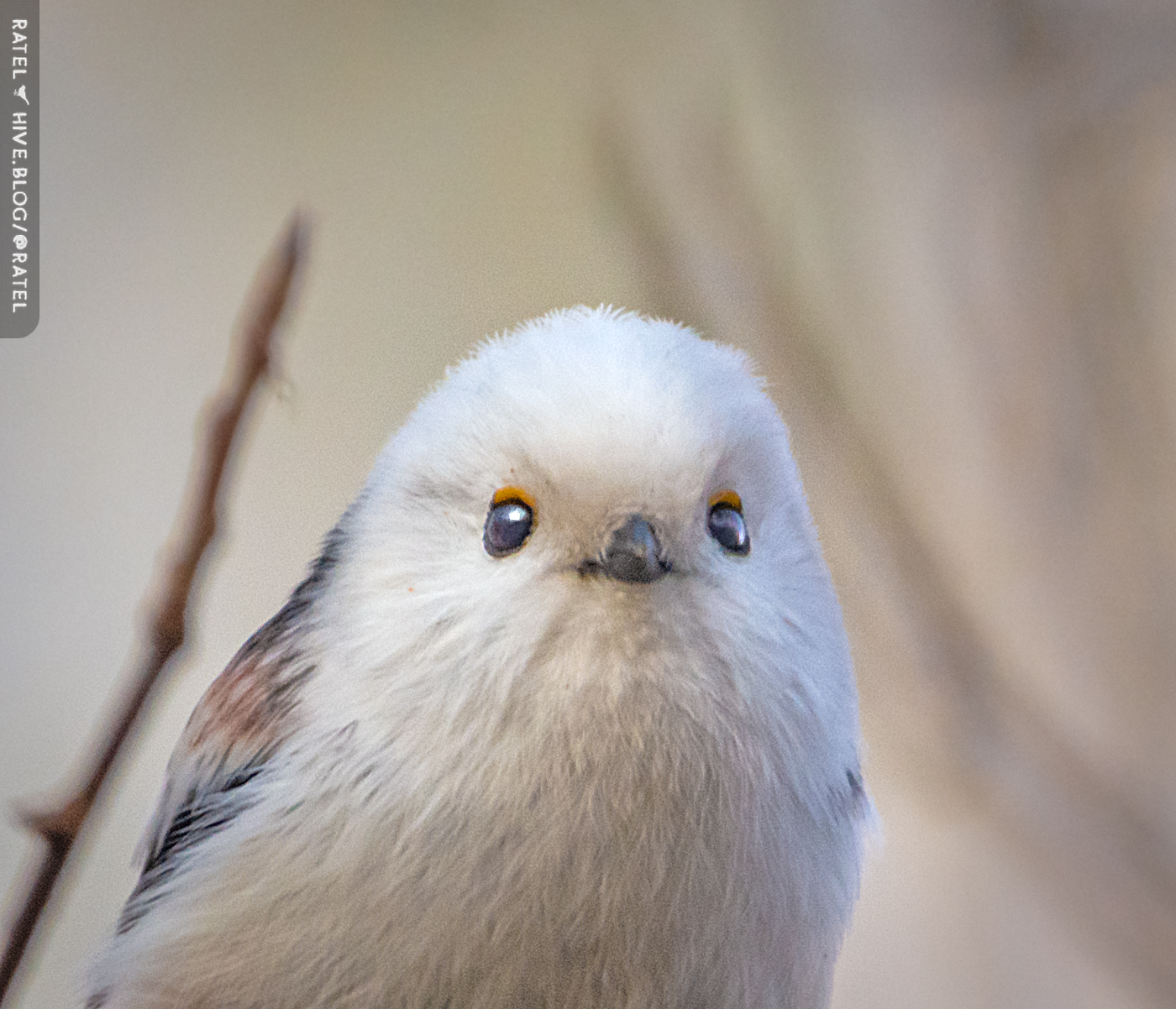 DSC_2041-2.jpg