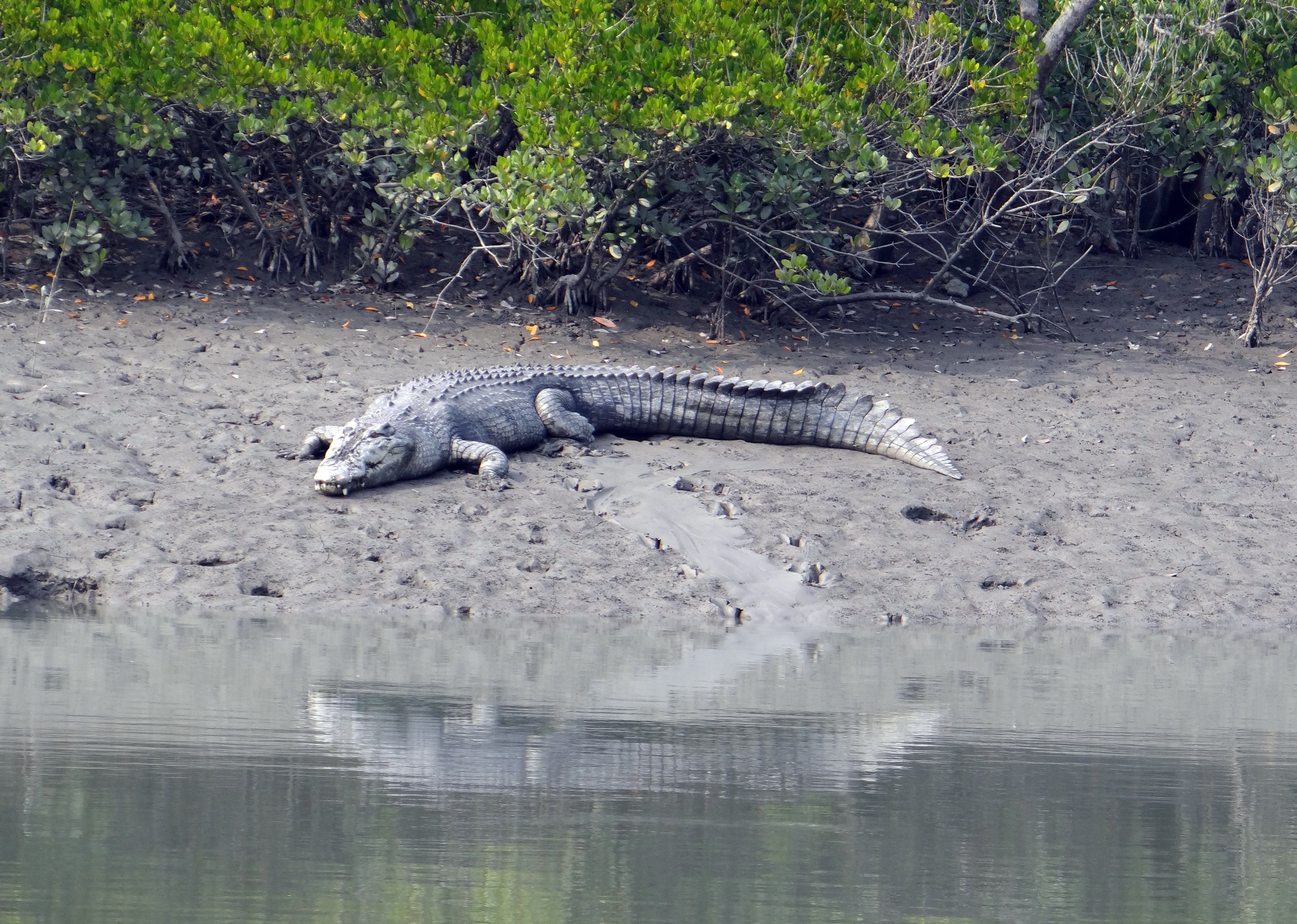 saltwater-crocodile-1226664.jpg