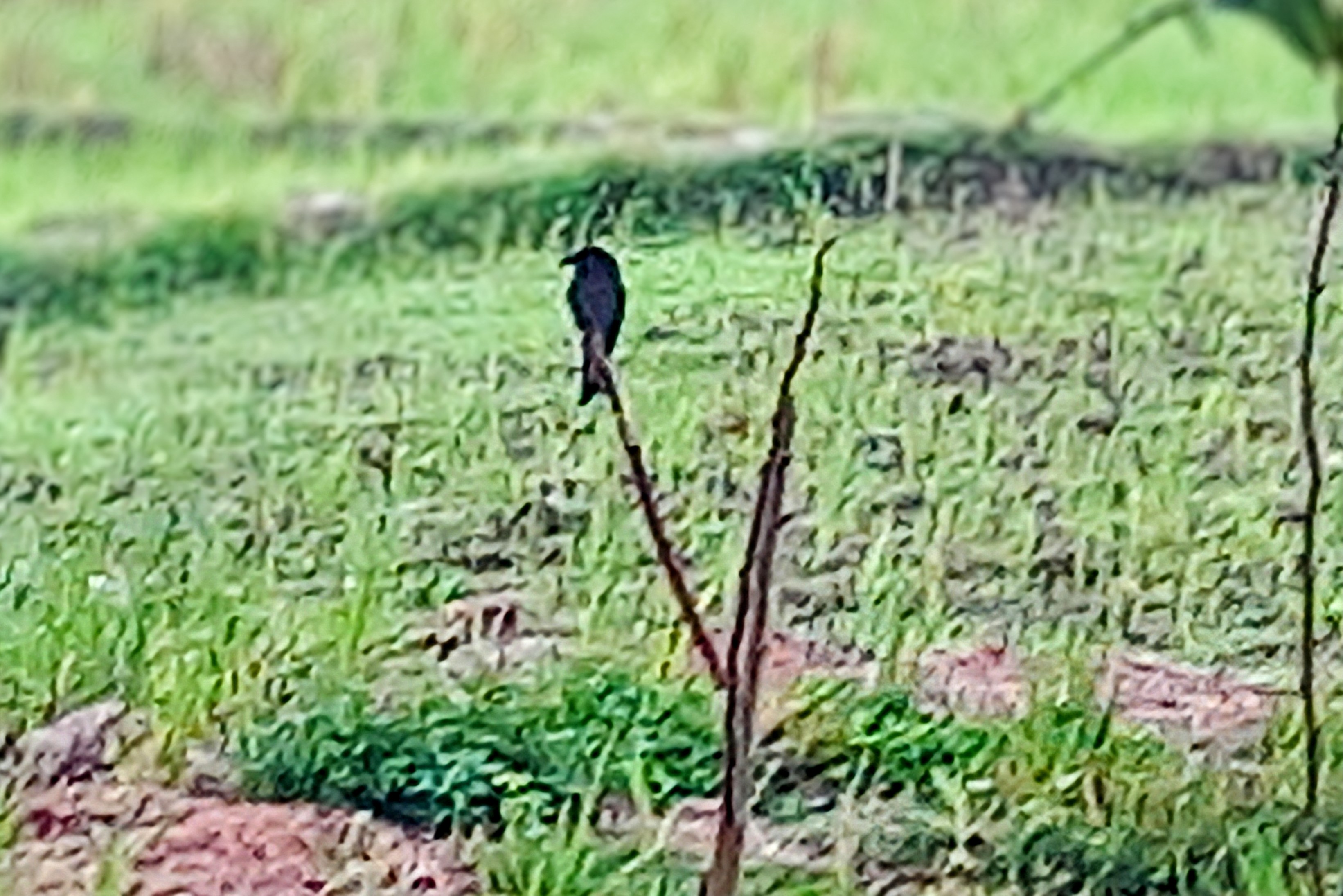 20250713_060203~3.jpg