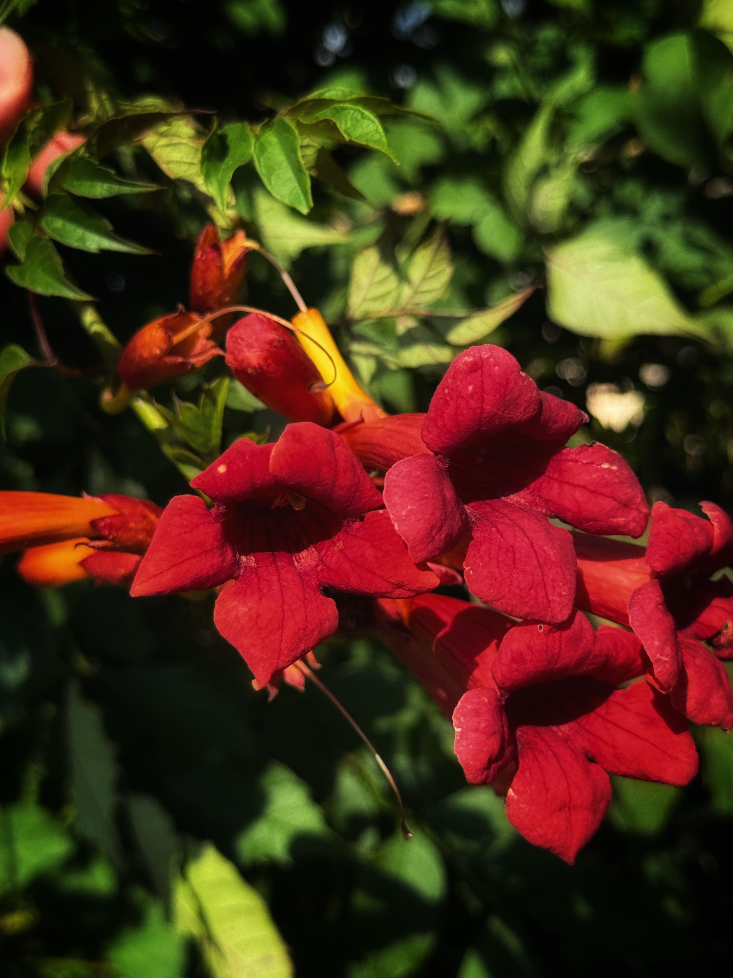 IMG_4287.jpeg