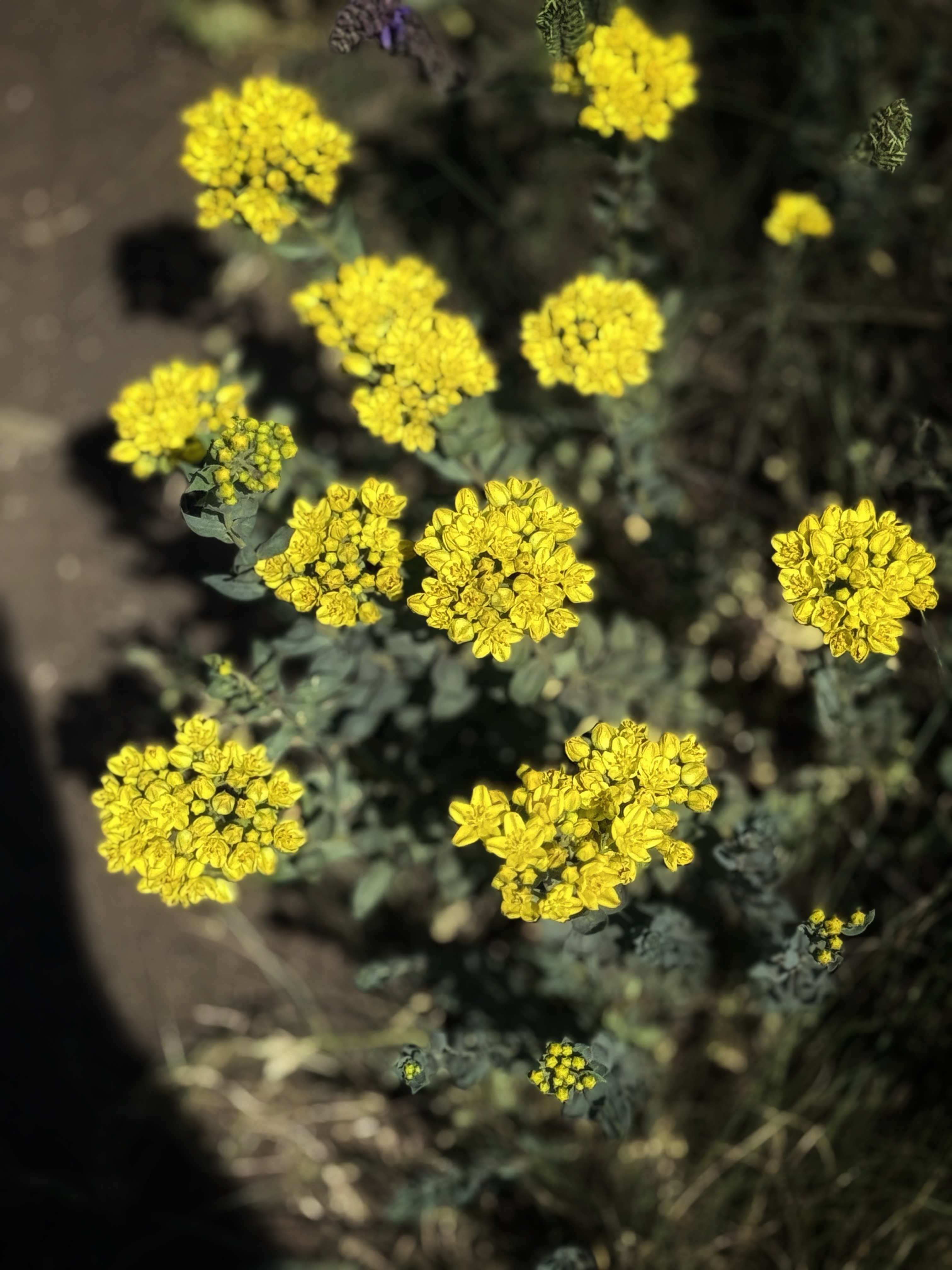 IMG_3827.jpeg