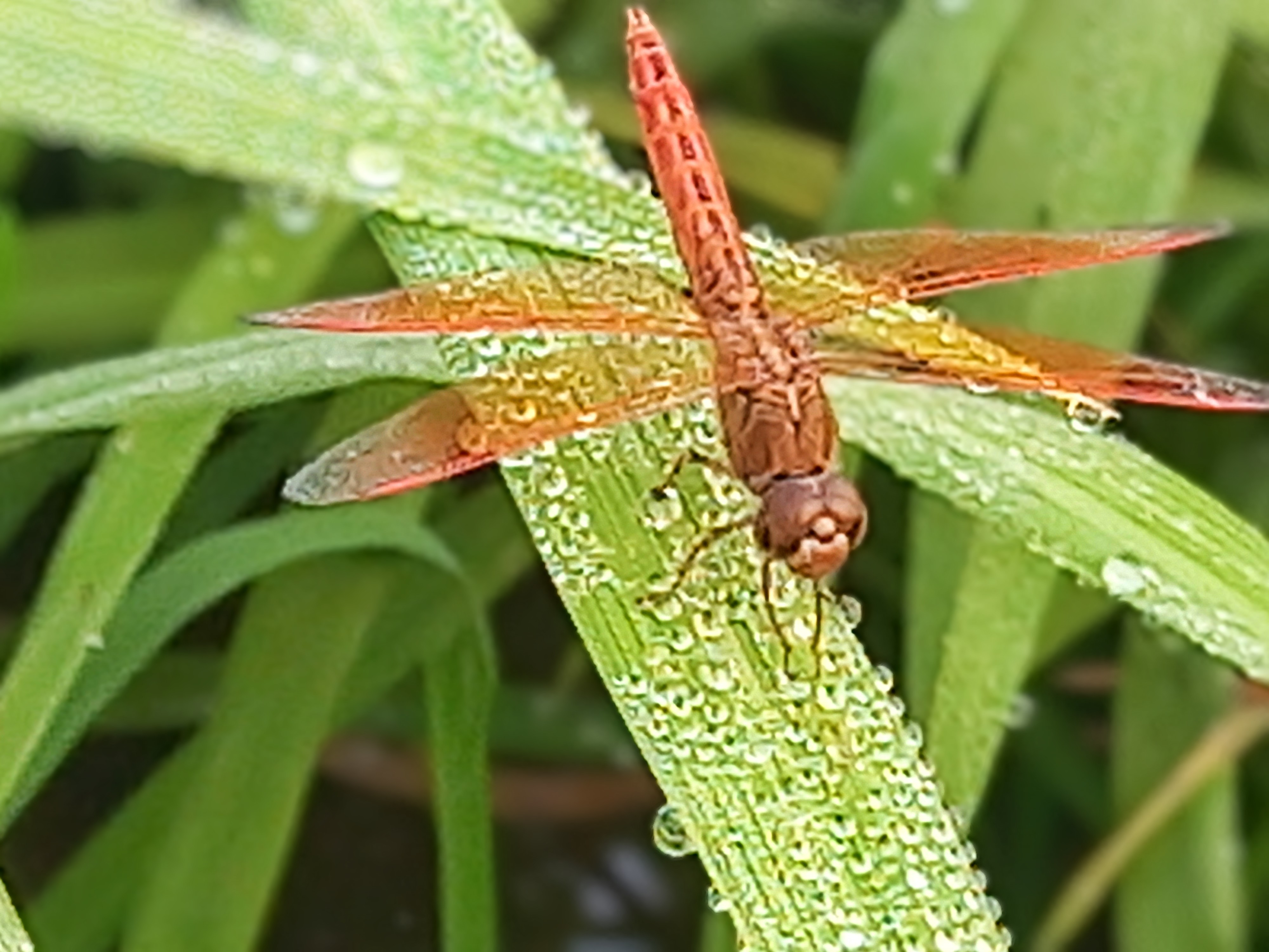 20250416_064059~2.jpg