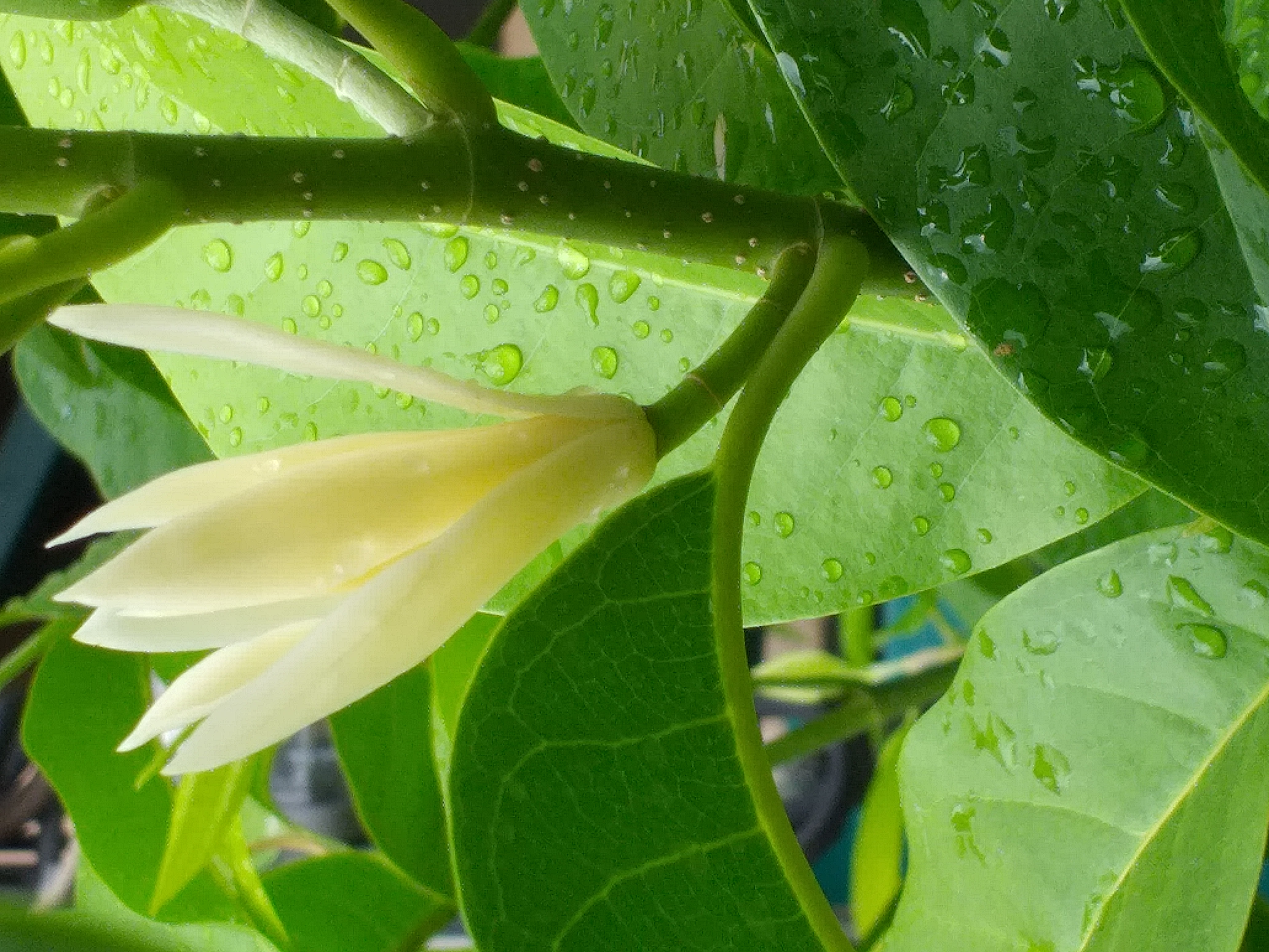 white flower17.jpg