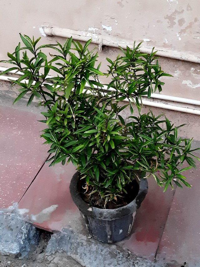Green willow plant 2.jpg