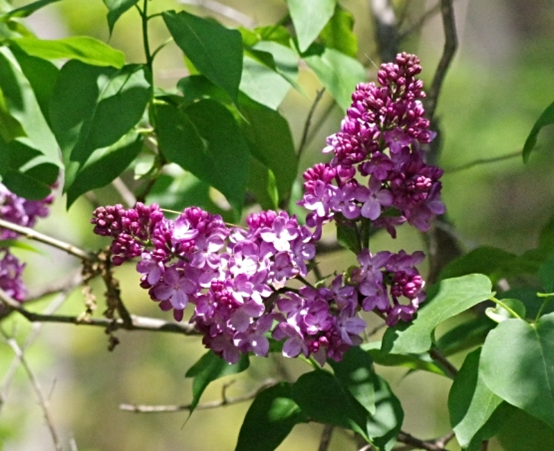 hivegarden-lilacs.jpg