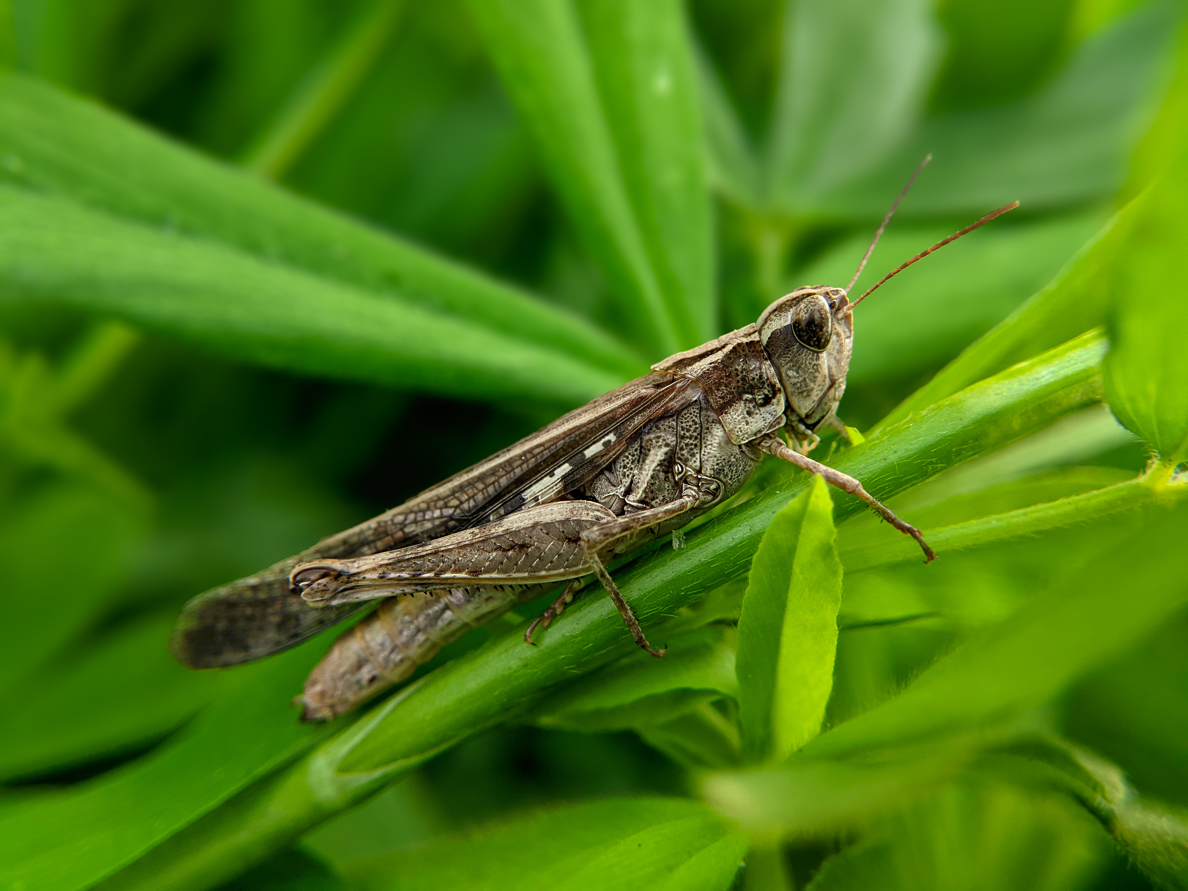 grasshopper (3).jpg