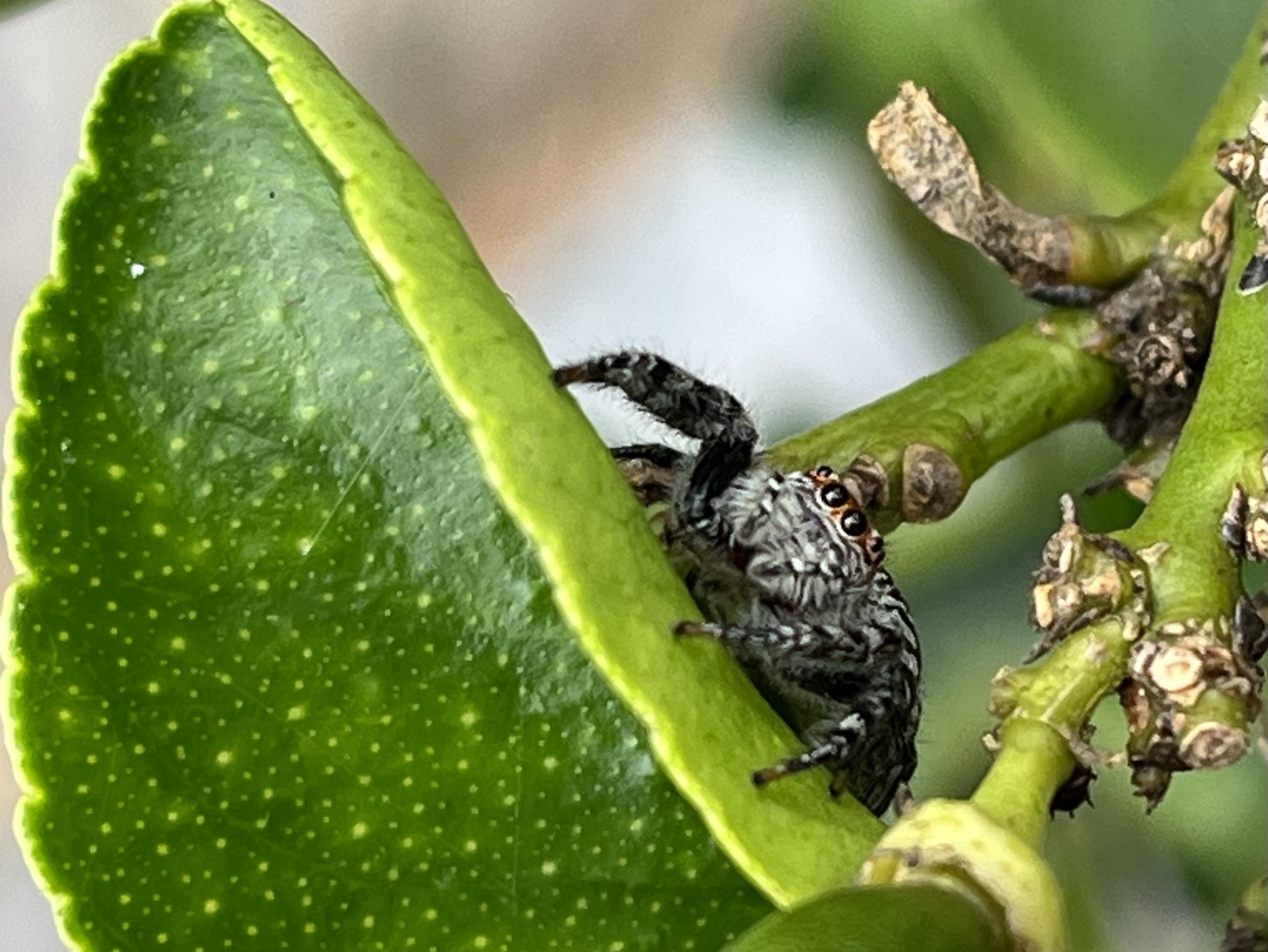 Jumping Spider Opisthoncus sp.