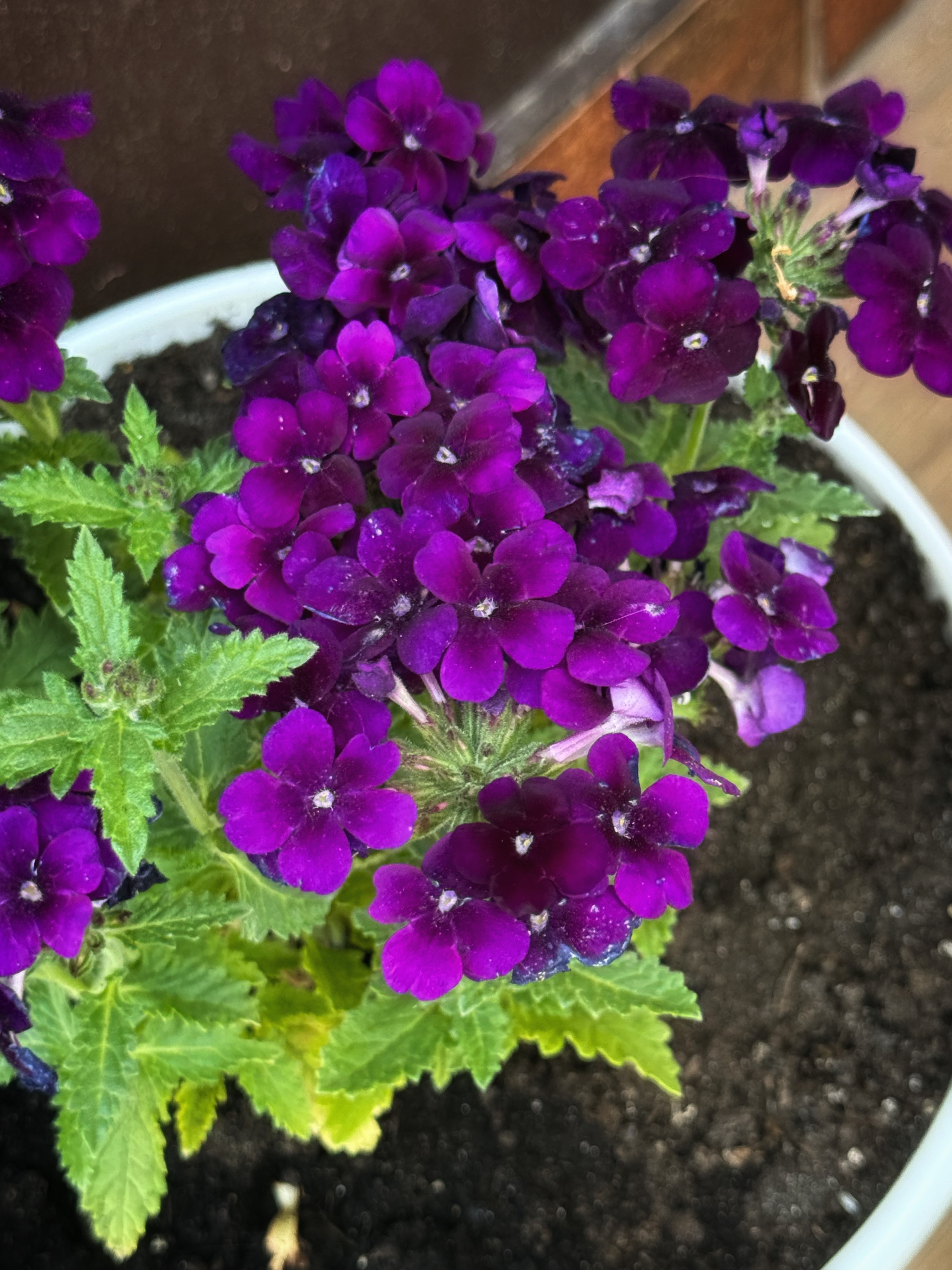 IMG_2707.jpeg