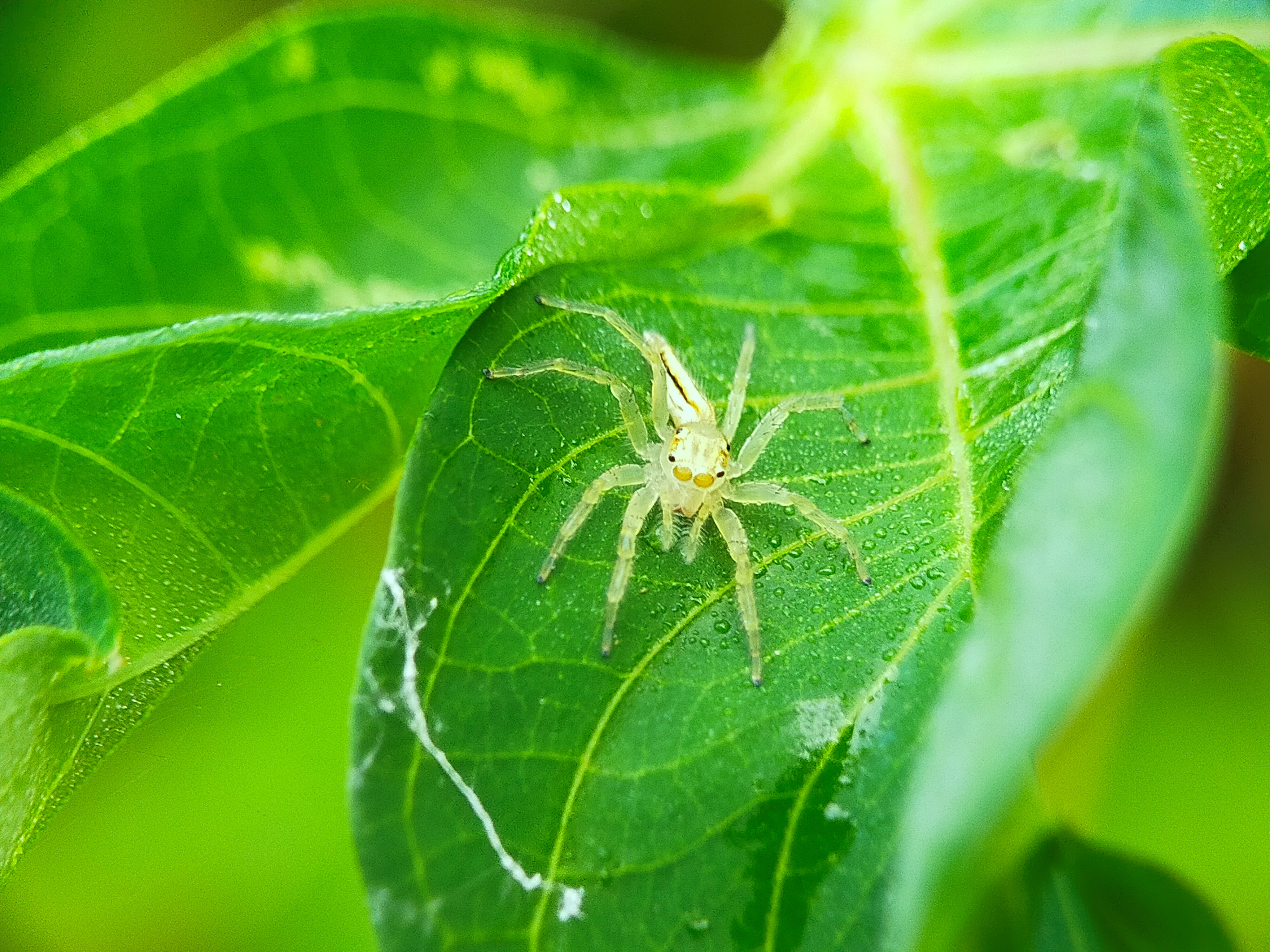 Telamonia Dimidiata (31).jpg