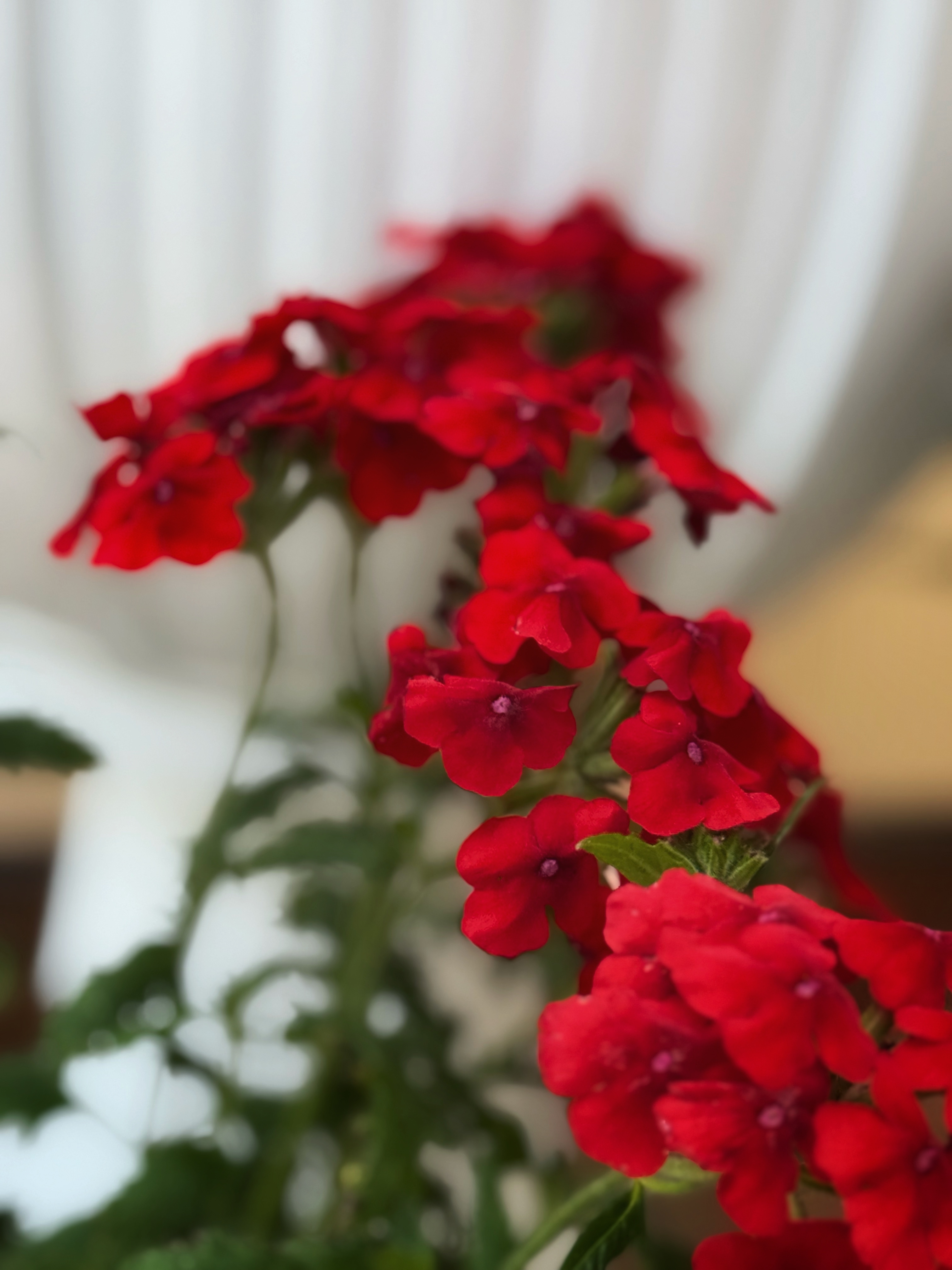 IMG_2732.jpeg