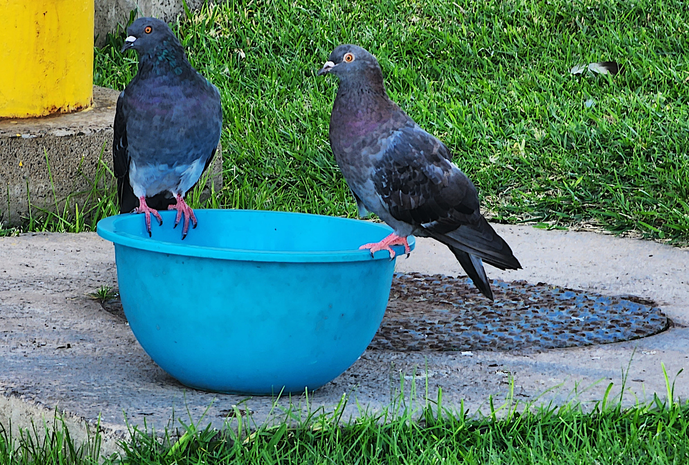 pigeons-018.jpg