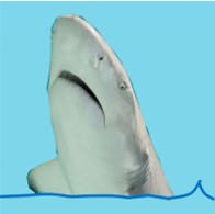 Shark.3.jpg