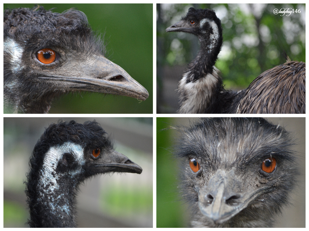 edmonton zoo emu (1).jpg