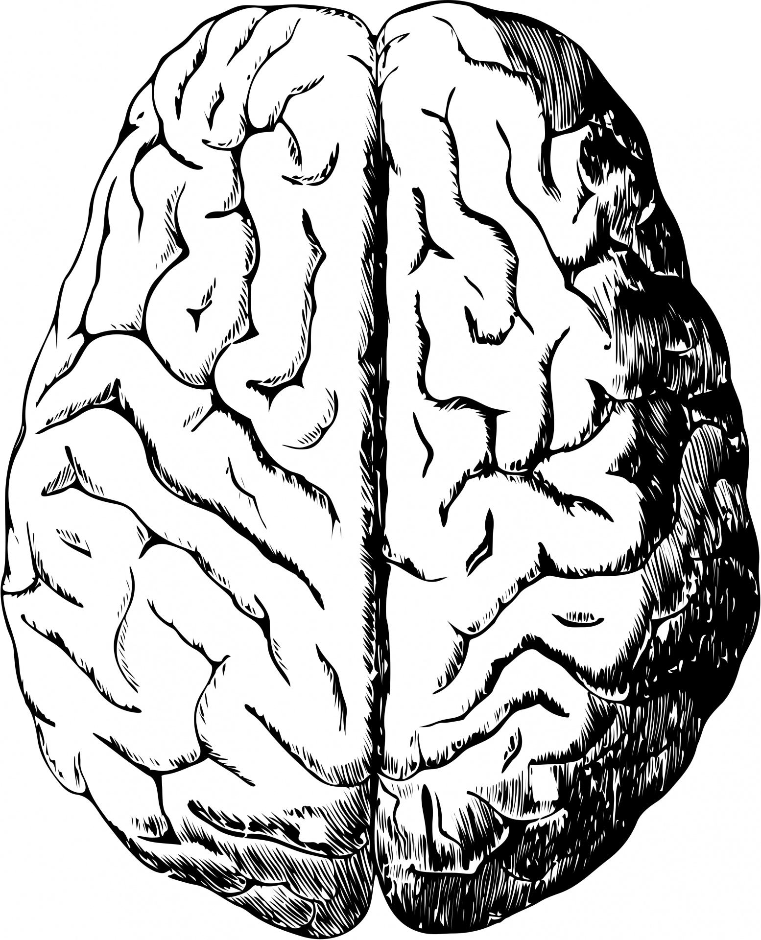 human-brain-1443447004ROS.jpg