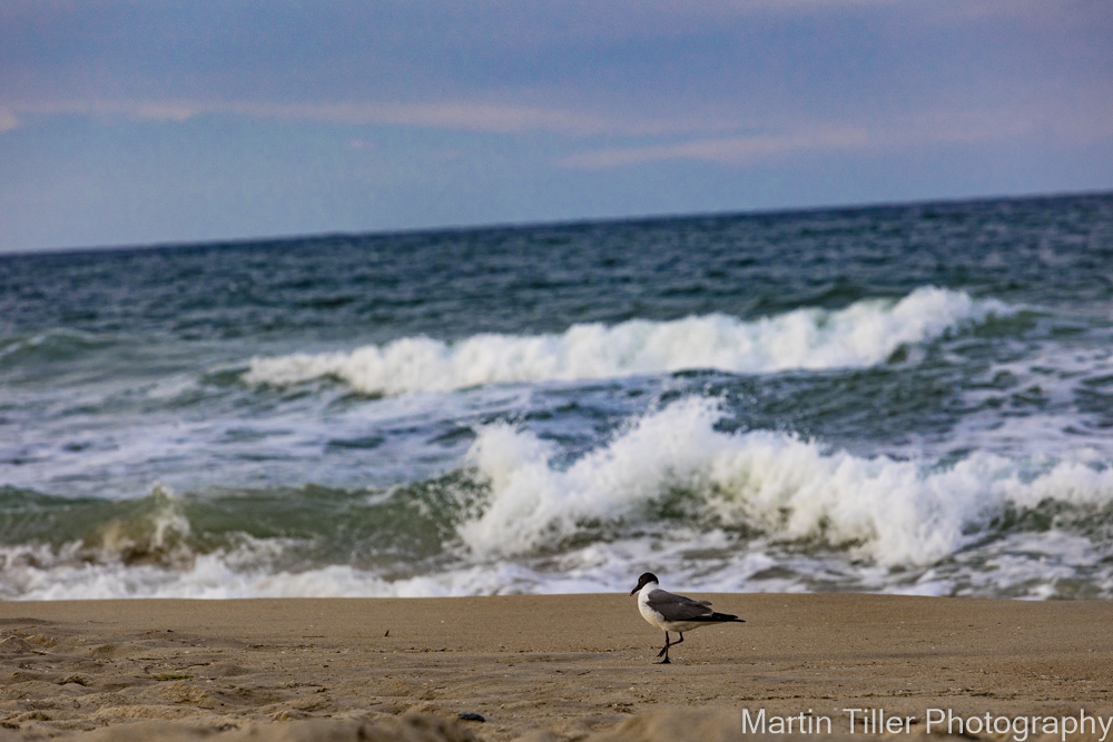Seagull framed by wave-1.jpg