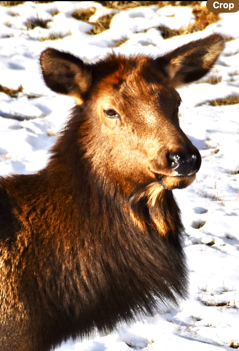 Elk closeup.jpg