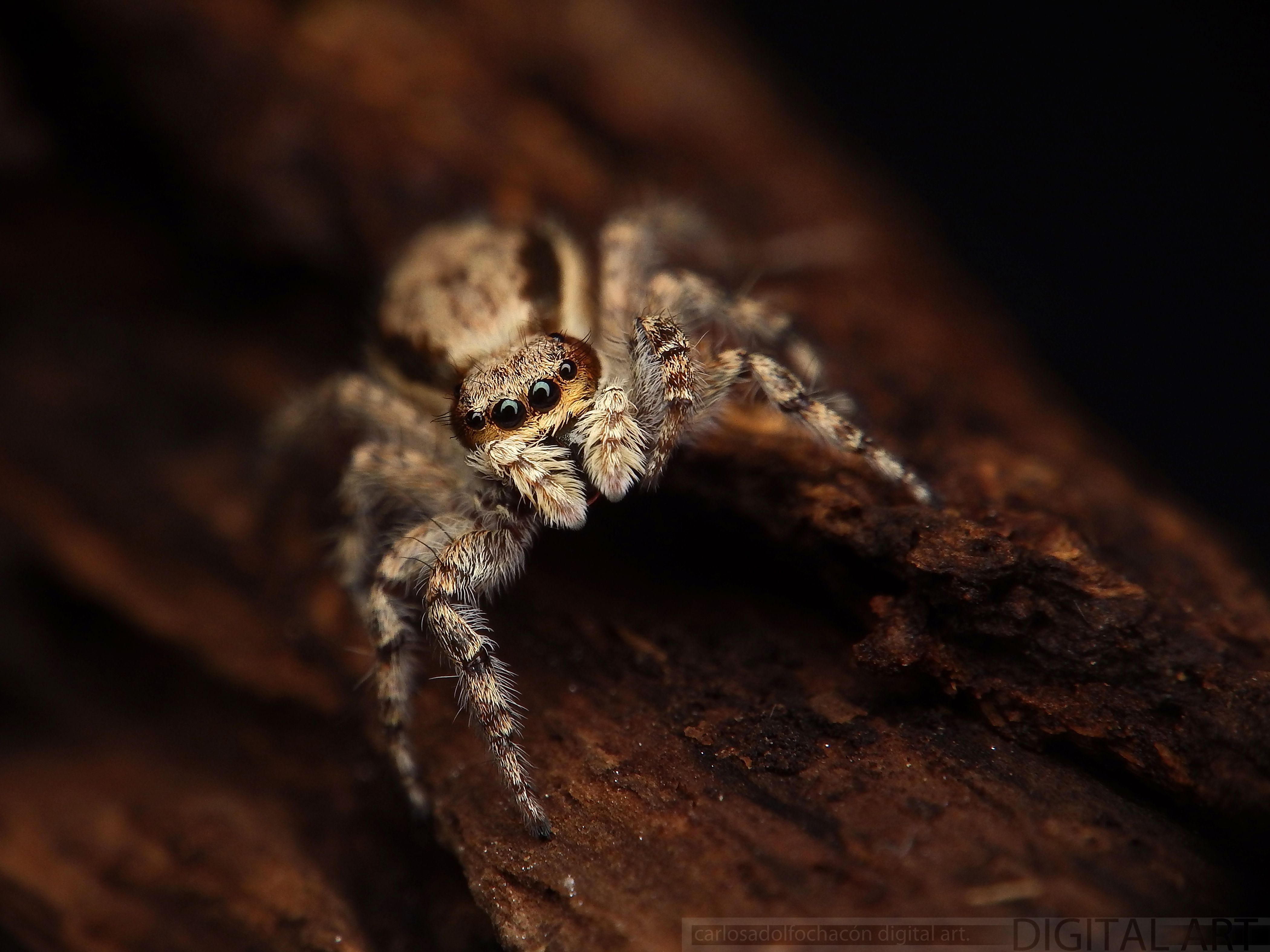 araña9.jpg