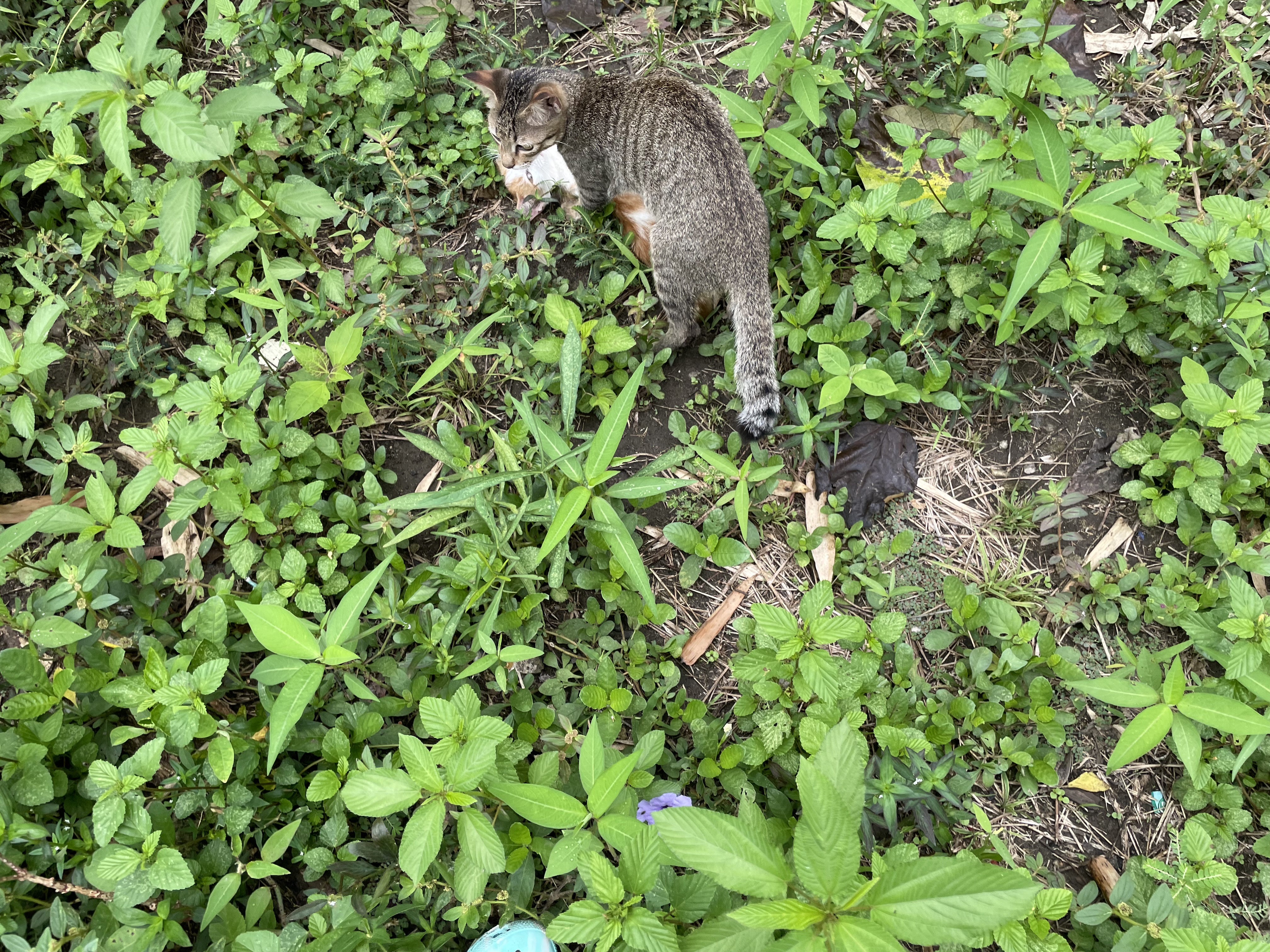 IMG_5251.jpeg