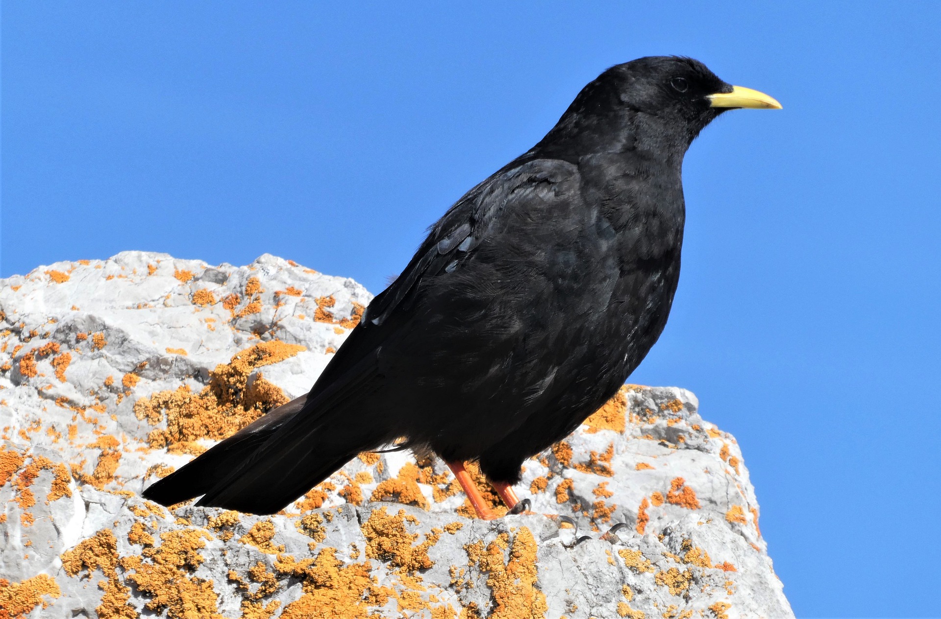 alpine-jackdaw-g5012a86bf_1920.jpg